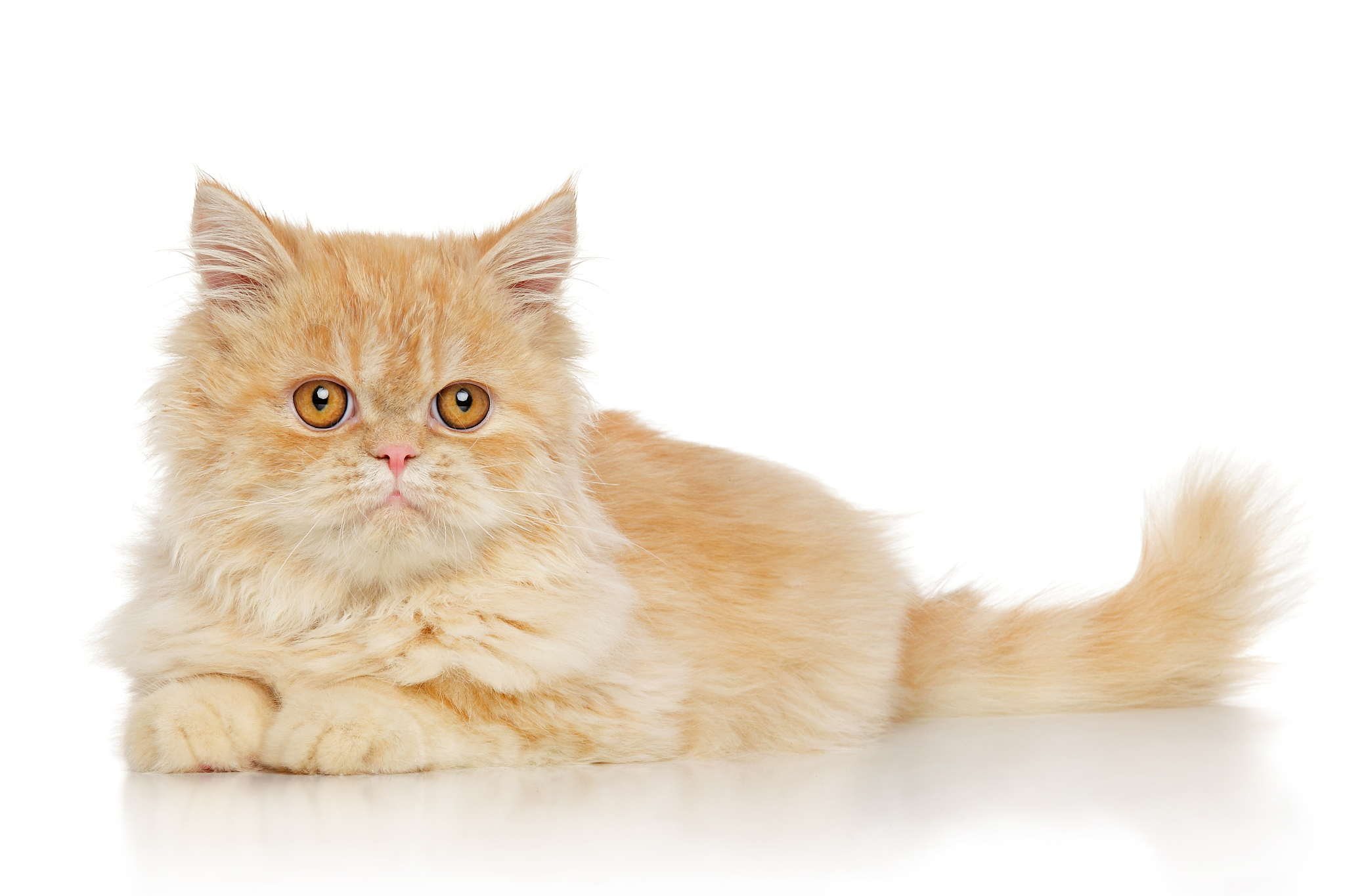 persian cat