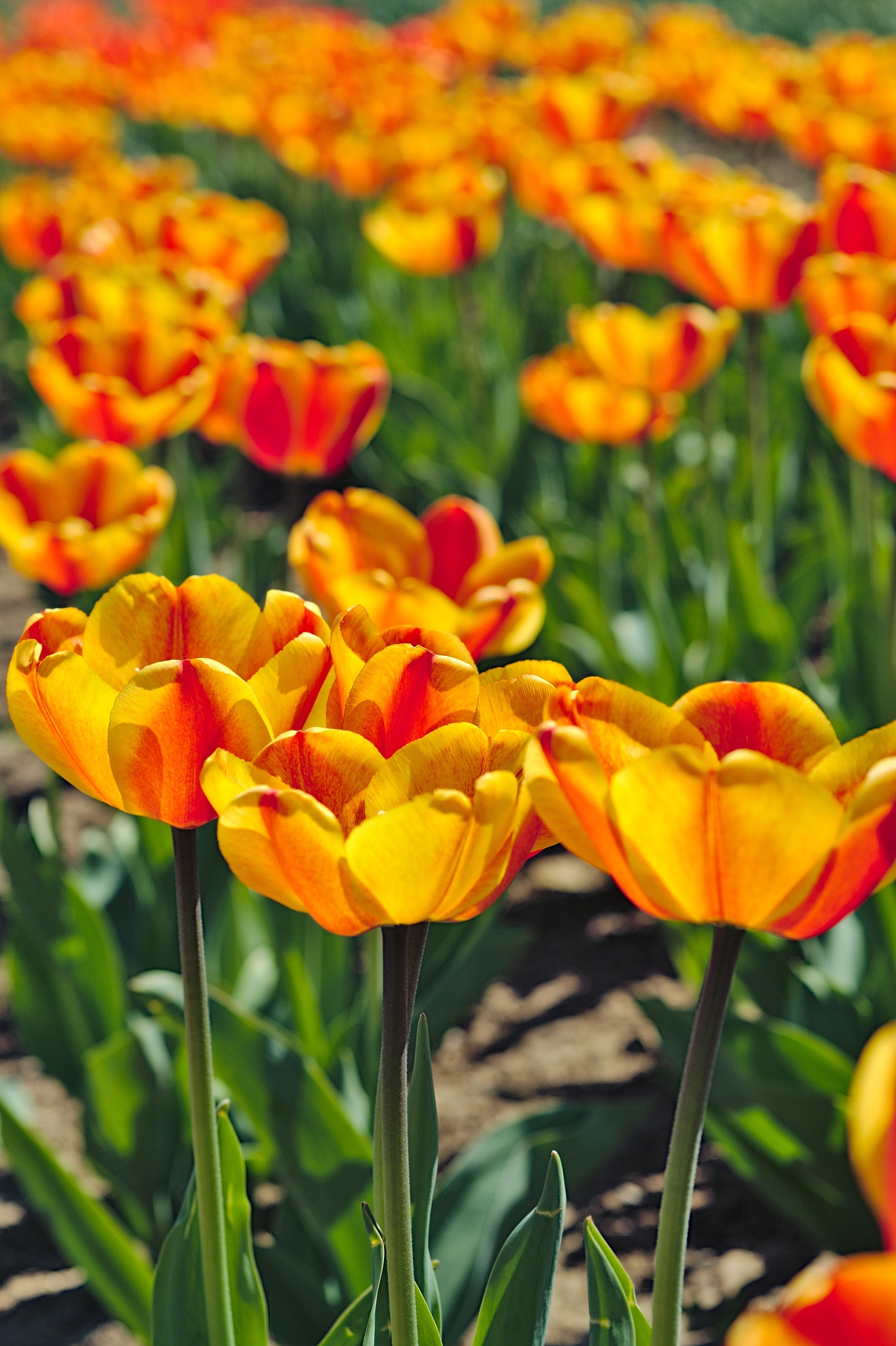 春天：万物复苏，充满希望与生机 - 2000字作文