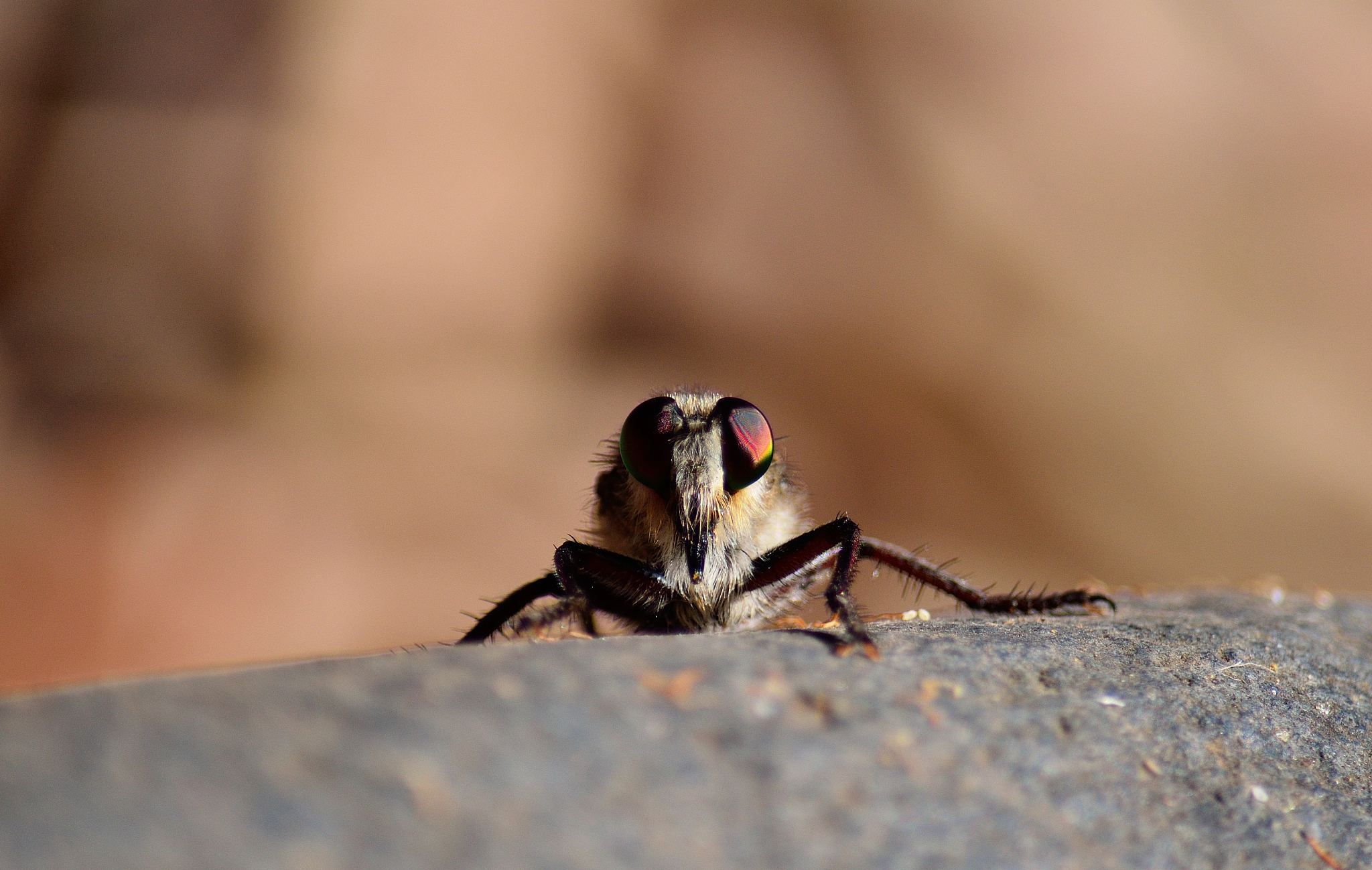 我是广东海洋大学的一名学生那天太阳特别大老师一开始对我们进行了捕捉昆虫的小技巧 老师带我们去昆虫学实习在学校的外面我们用的工具是捕捉网我们在草丛树林抓到了好多虫子把他们放进标本溶液里面然后拿去实验室鉴别帮我写一份昆虫学实习心得600字左右
