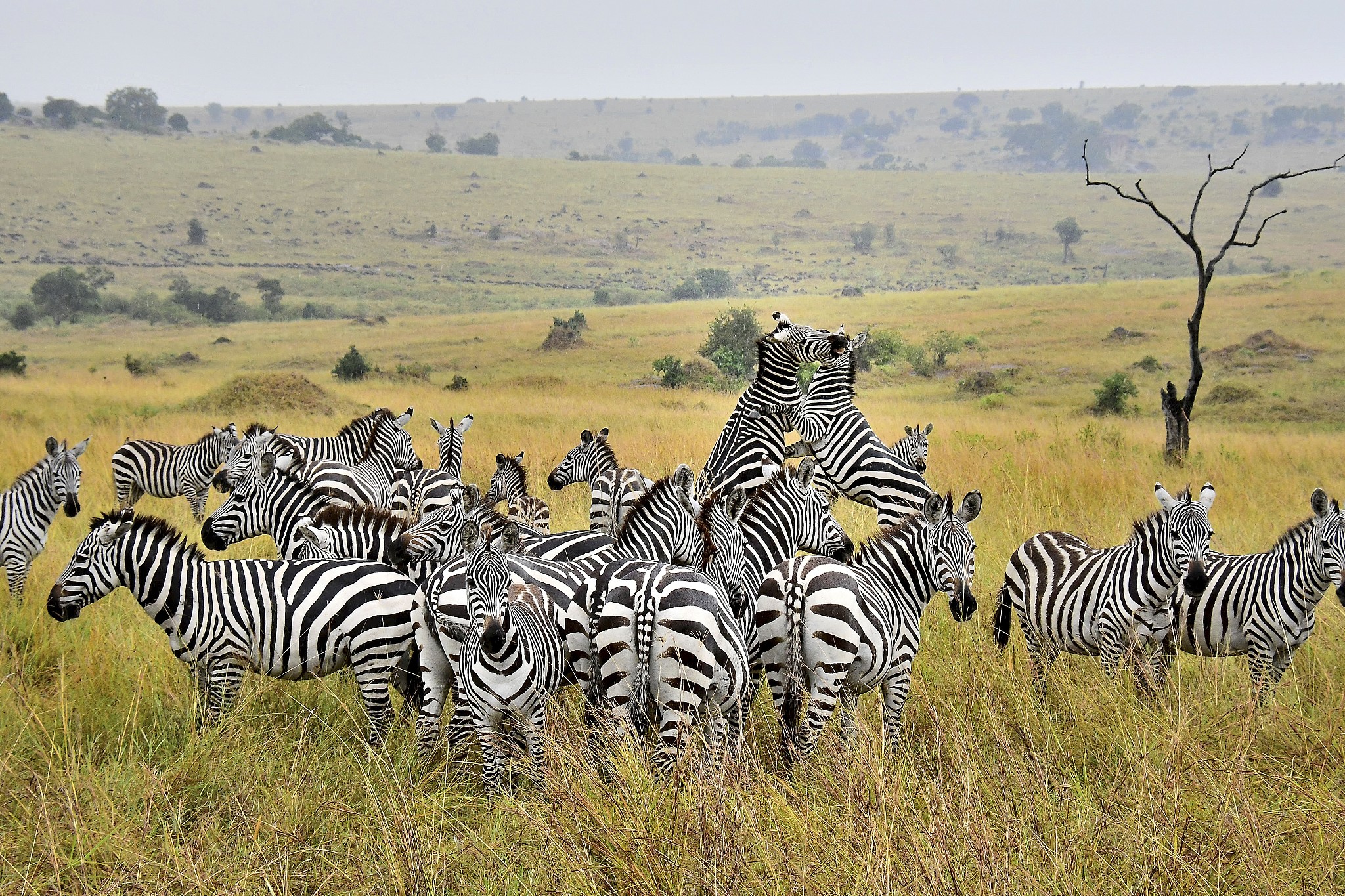 zebras fighting