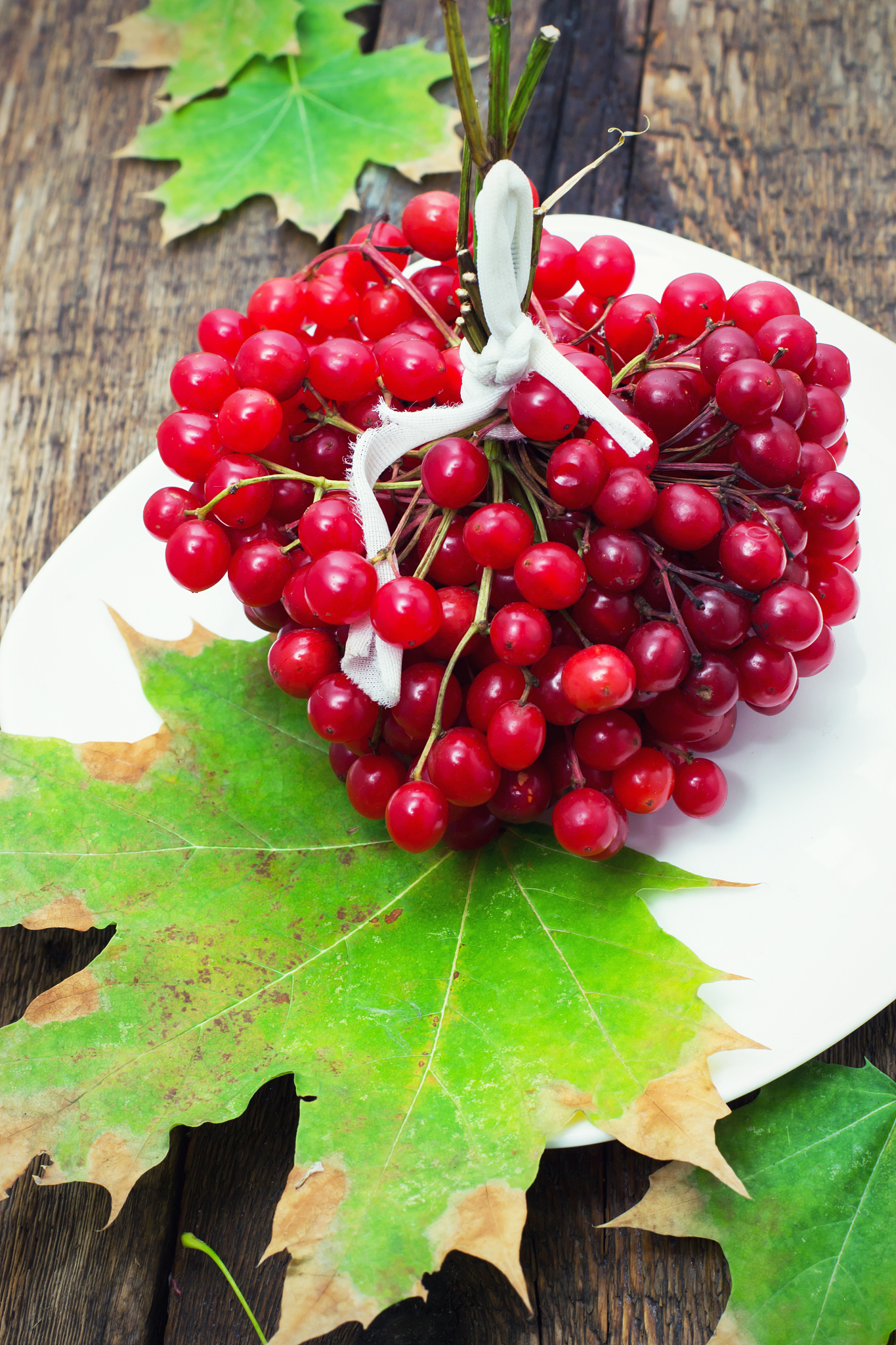 fruit plants viburnum