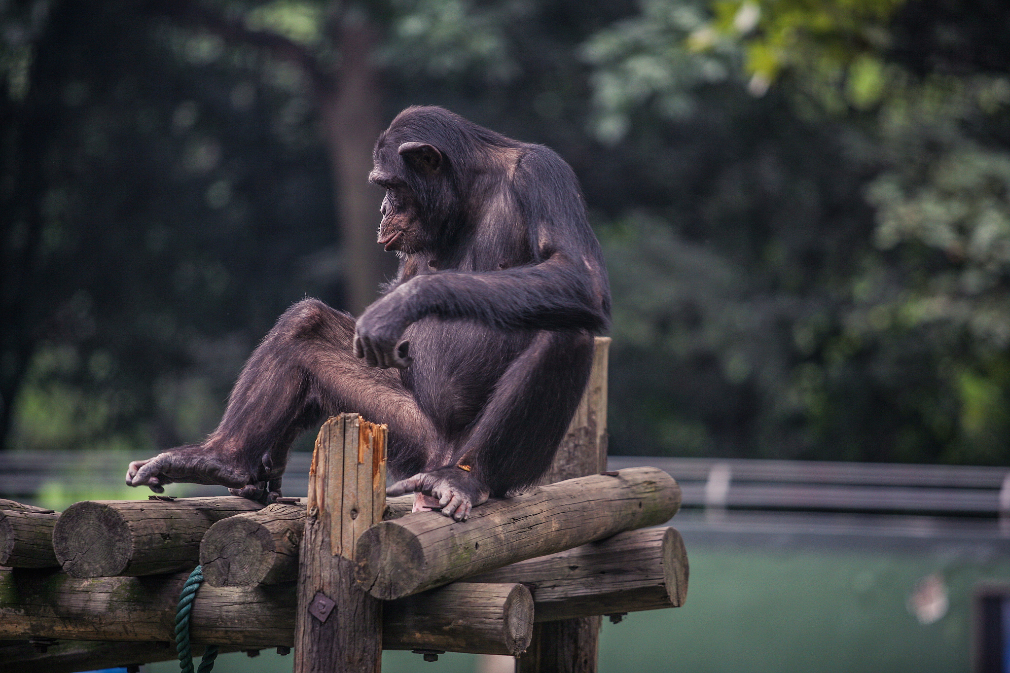 与人类同一生物学属的生物有