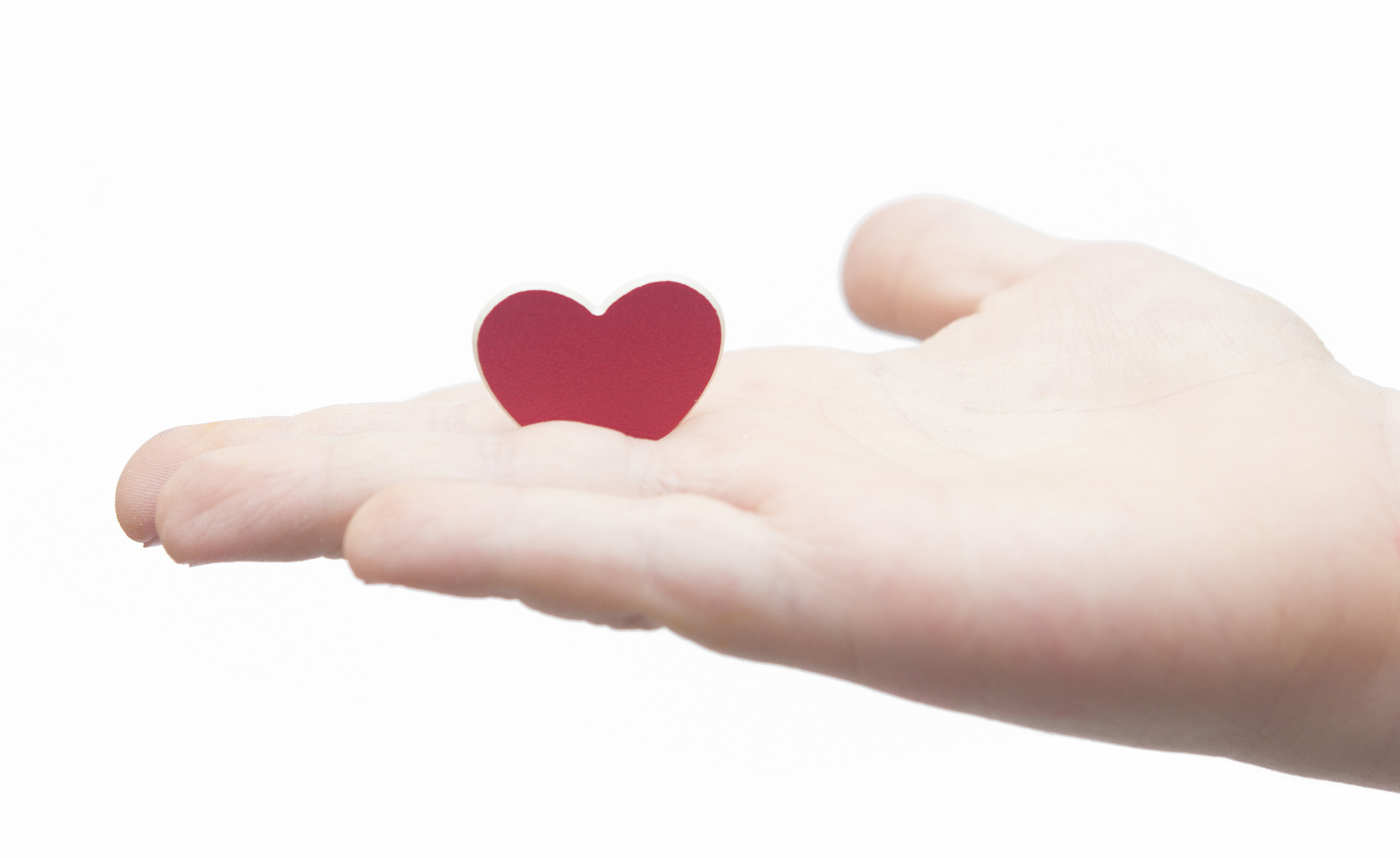 hands hold a red heart on white background