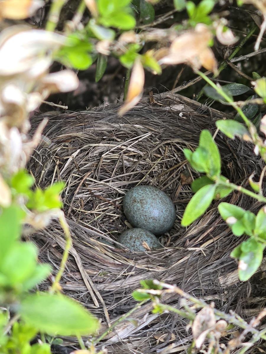先有鸡还是先有蛋这个问题一直存在争议无法得出定论。从生物学角度看鸡是由蛋孵化而来的因此先有蛋才能有鸡；但从进化论角度看鸡是由进化后的祖先逐渐演变而来的因此先有鸡才有蛋。无论哪种观点都能有其理据。继续