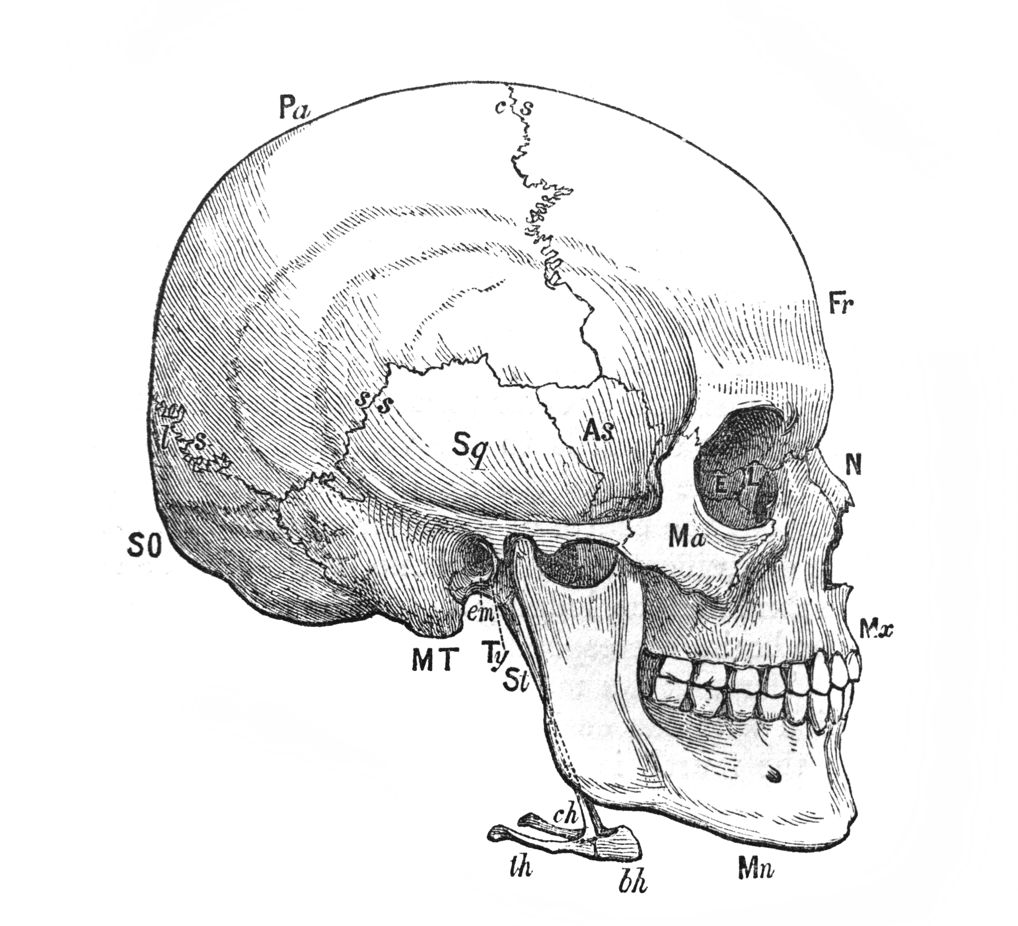 面颅骨中不包括