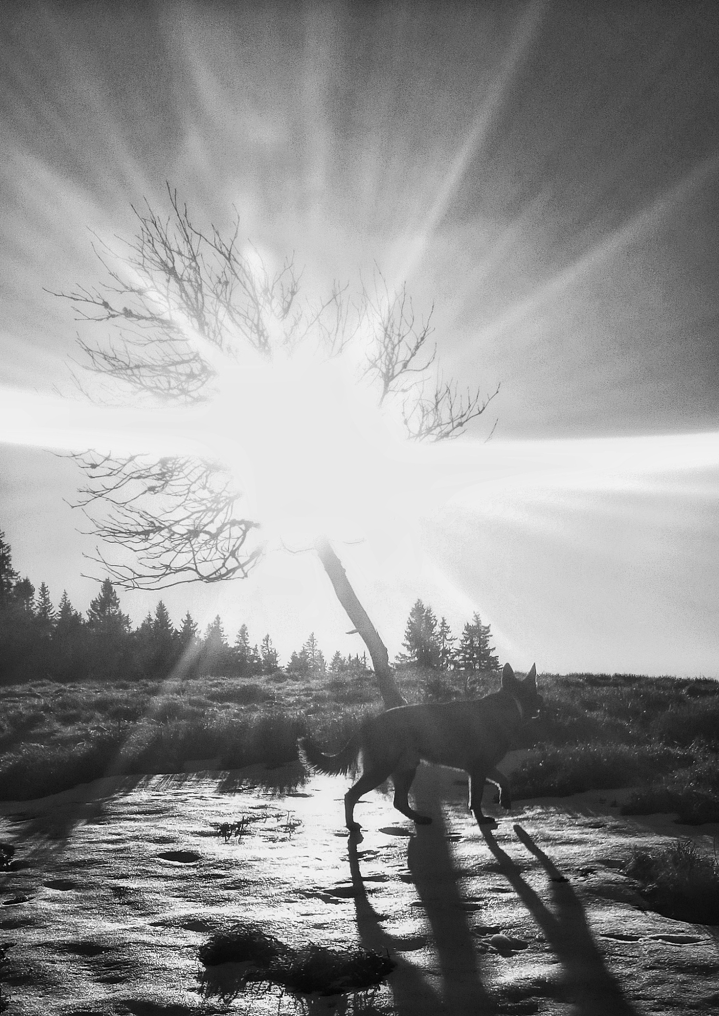 世界末日：绝望中的希望之光 - 人类勇气与毅力的赞歌