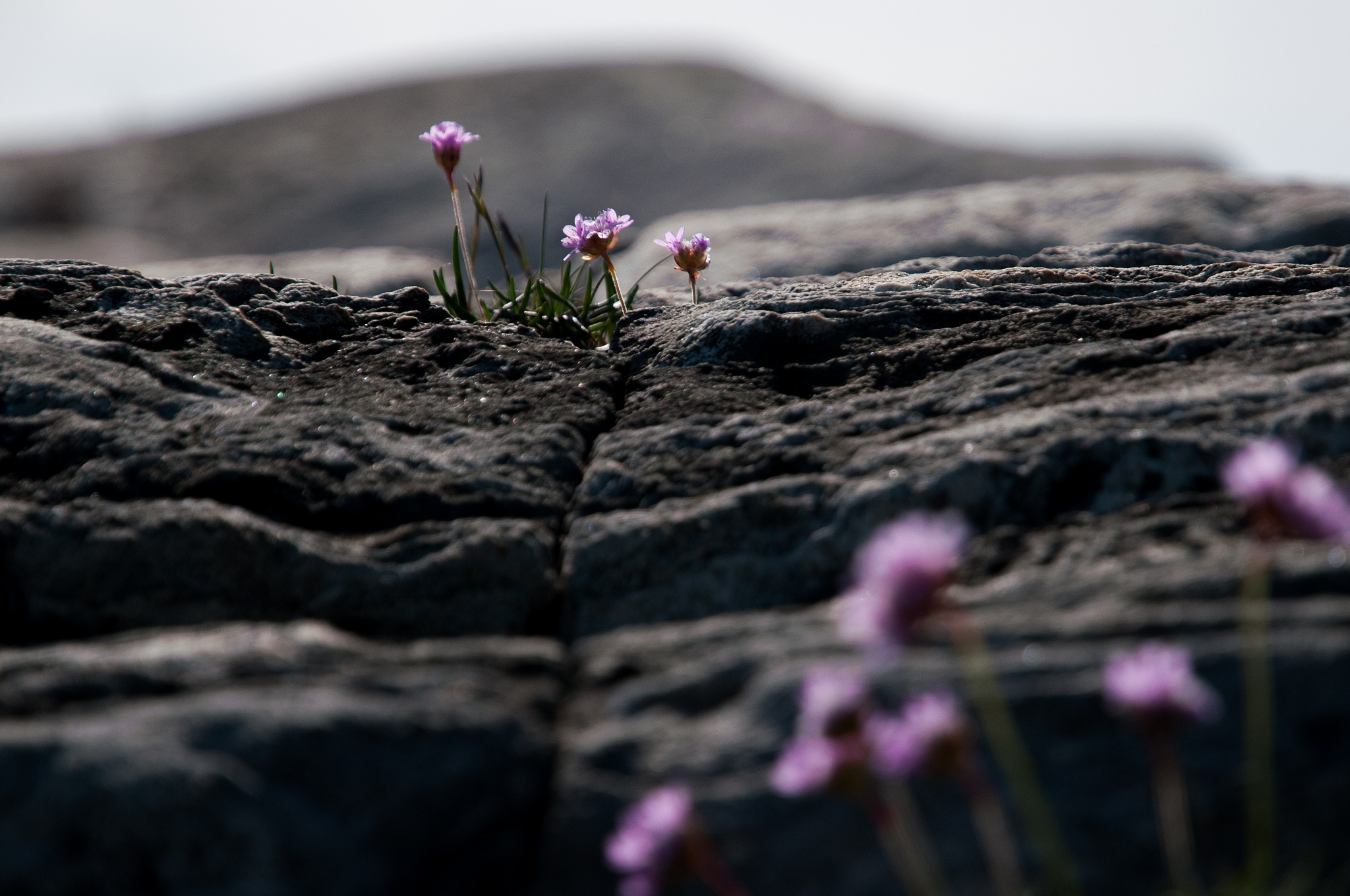 哲理句子：生命的旅程，荆棘与花朵的交织