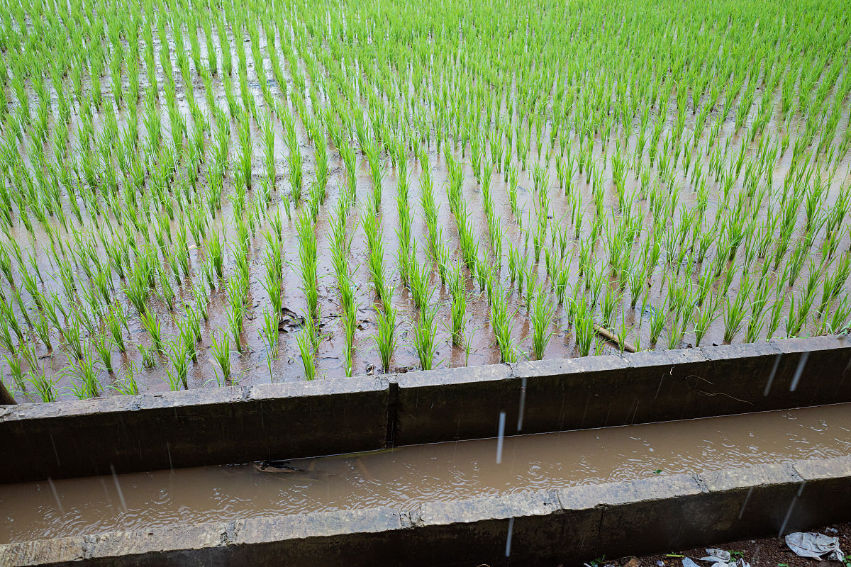 写一个微生物、水稻、镉的研究课题内容包括研究意义研究内容、研究方案、技术路线、创新点