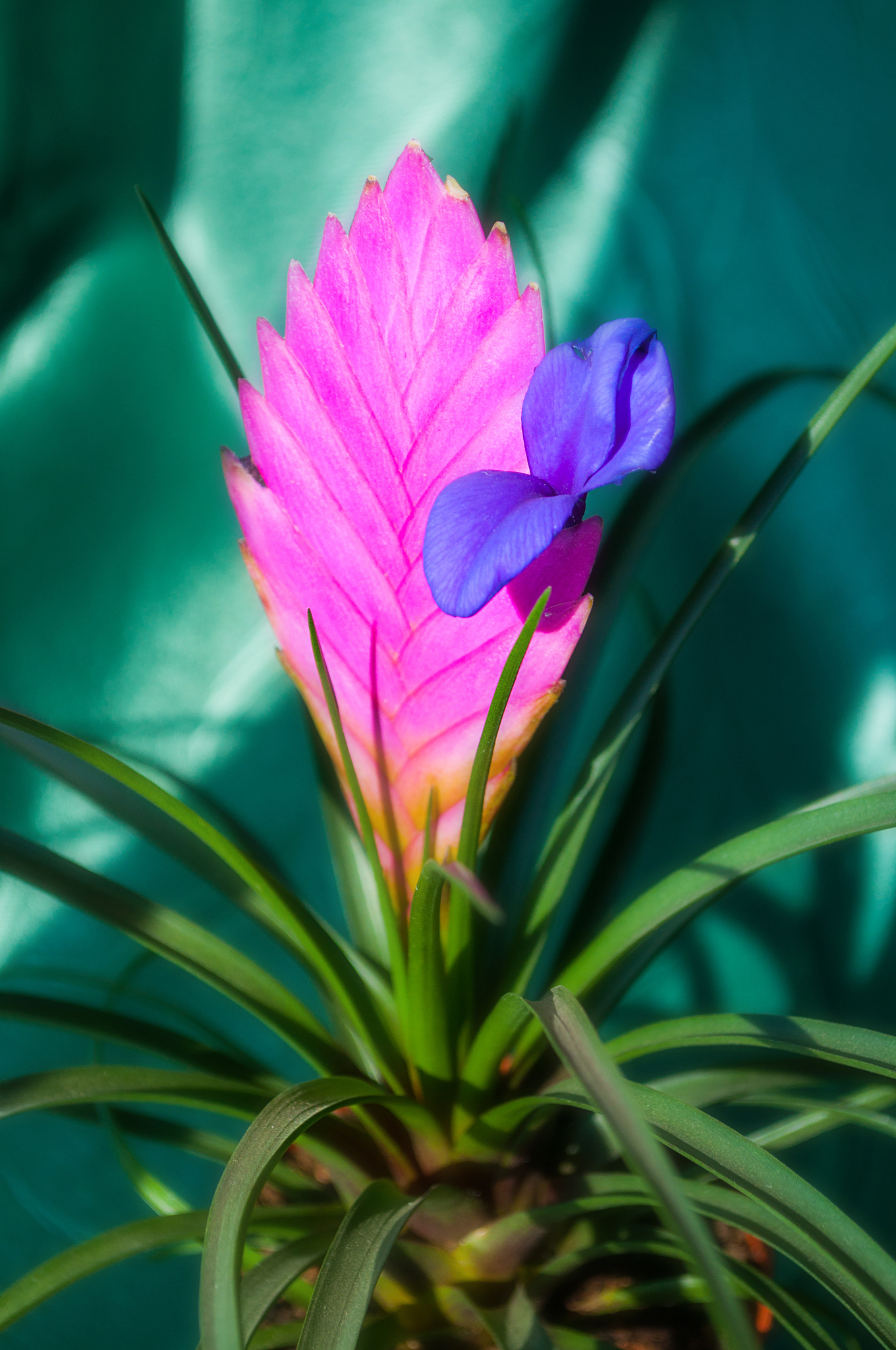 tillandsia cyanea anita - closeup of pink peduncle and purple fl