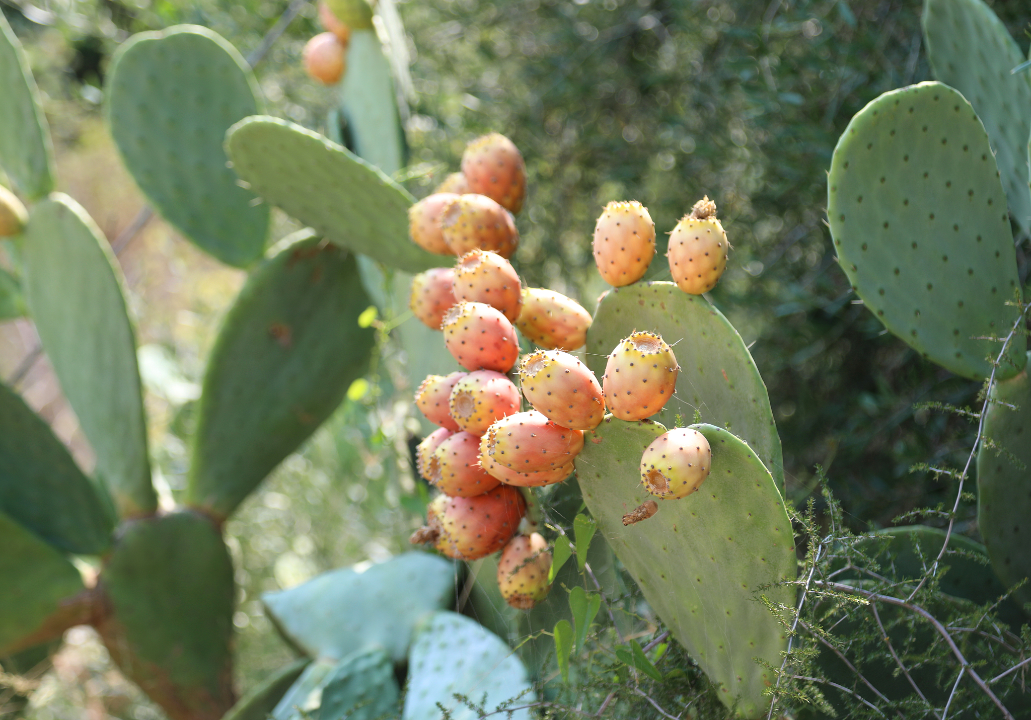 prickly pears also called opuntia figs