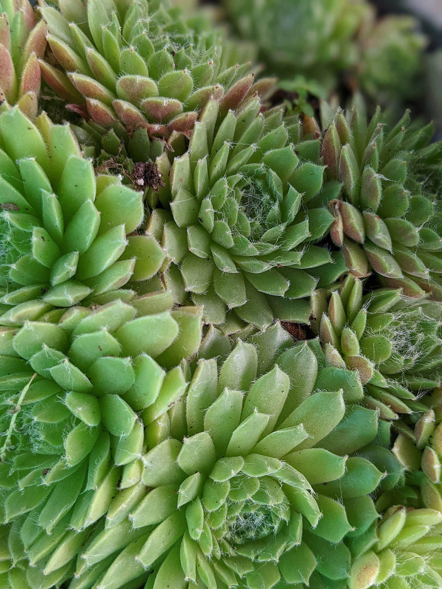 家居灯光设计的绿色选择：节能环保的智慧之光