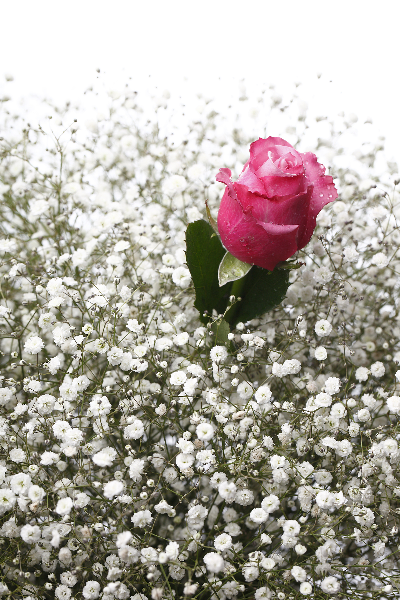 《风会记得一朵花的香》读后感：友谊、成长与美好