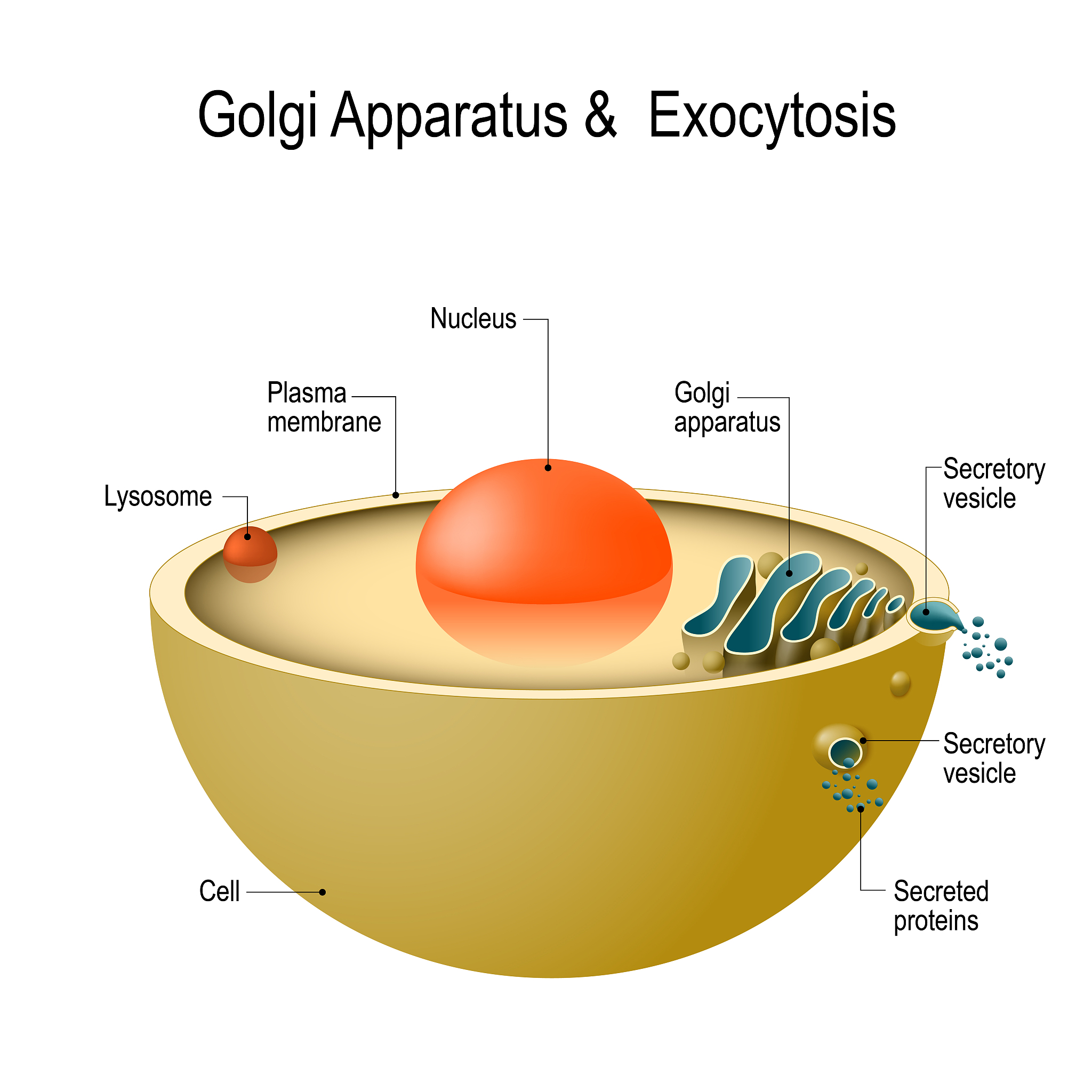 threejs shadermaterial 使用raymarching绘制三维sdf球体并将matcap贴图映射到三维sdf球体中