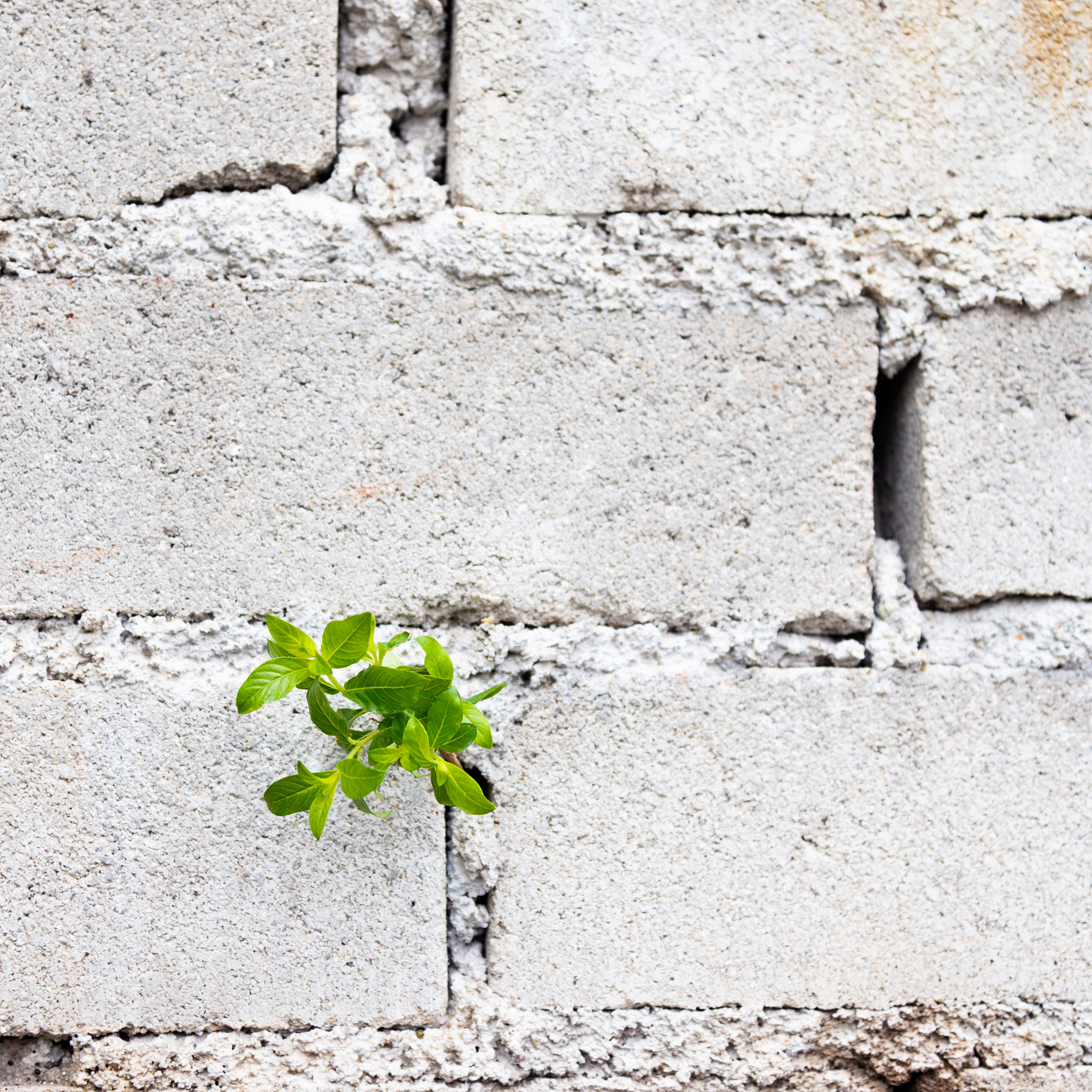 植物生长调控杂志：研究论文、综述、方法和简报