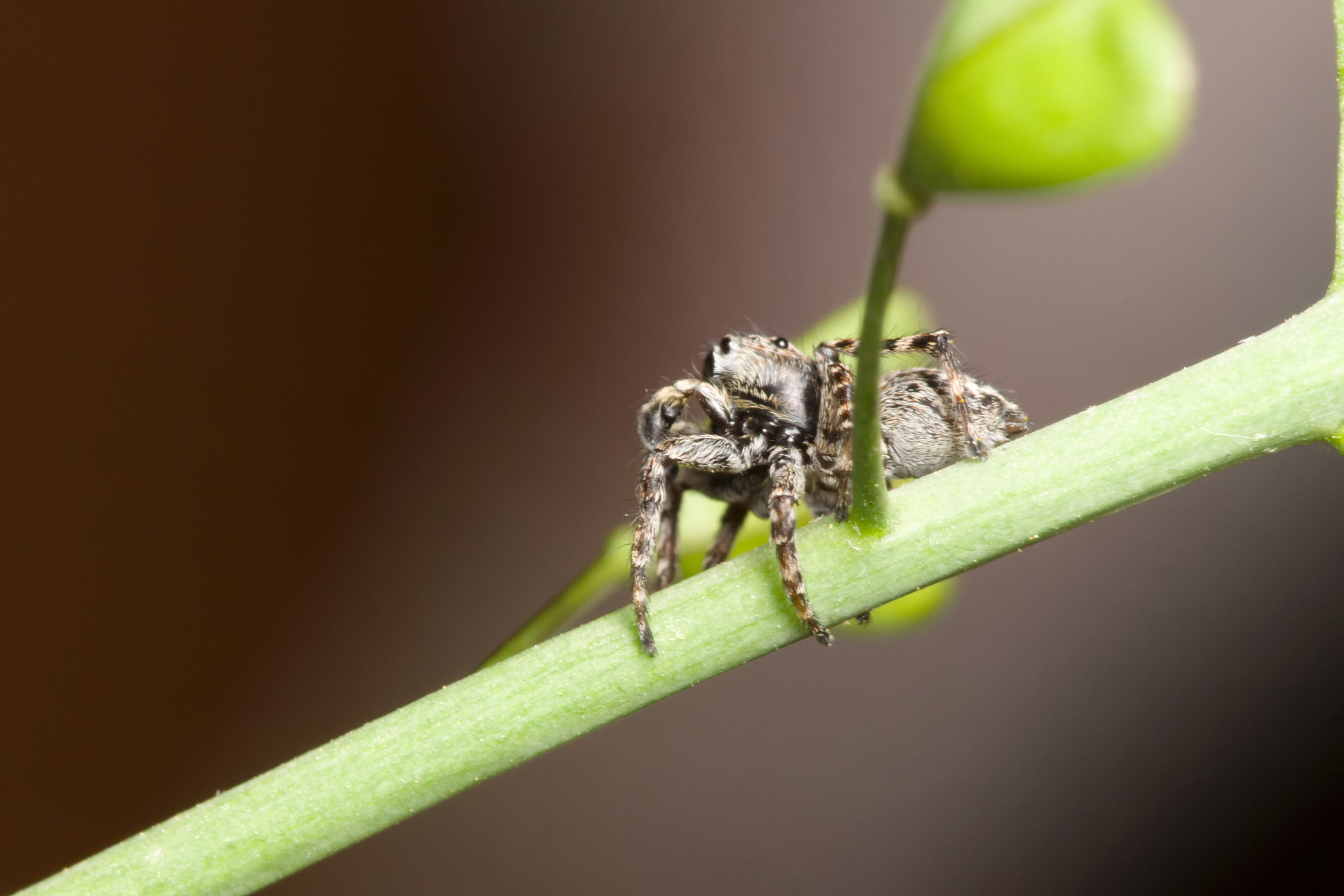 the jumper spider