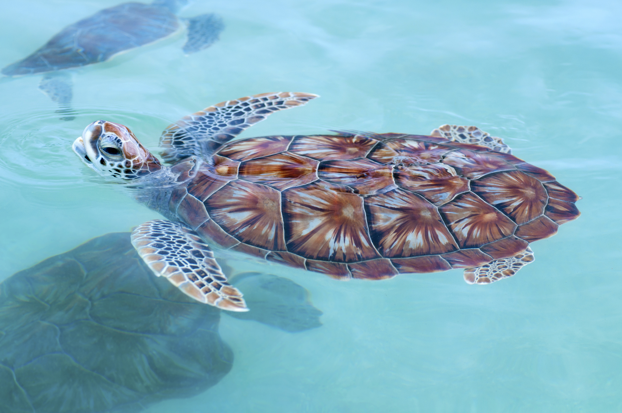 sea turtle swimming