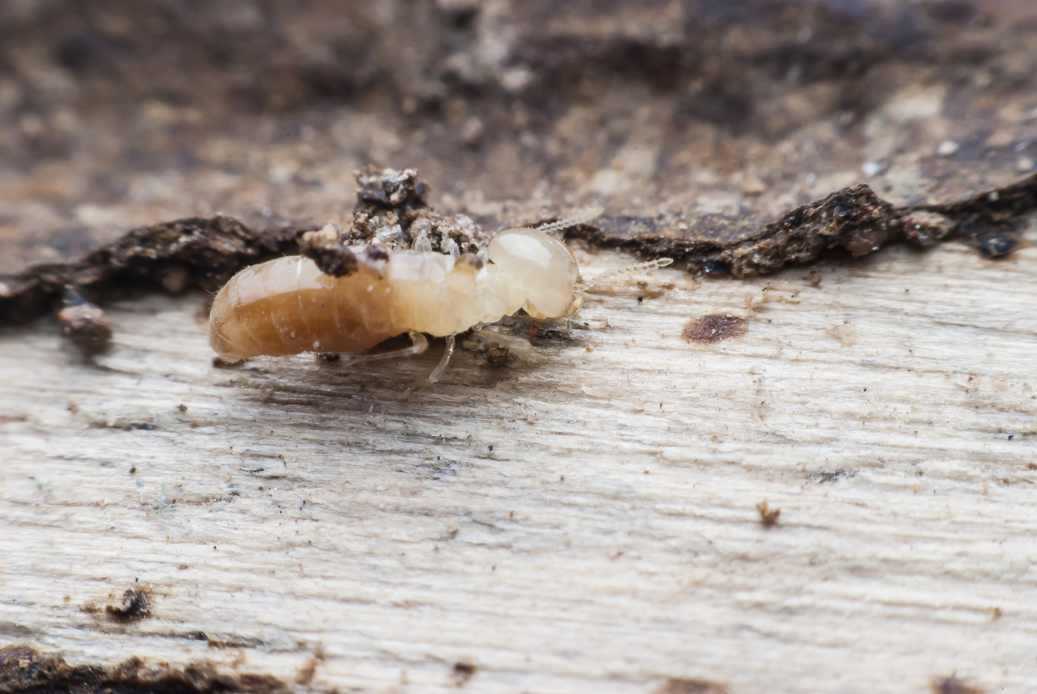 termite macro