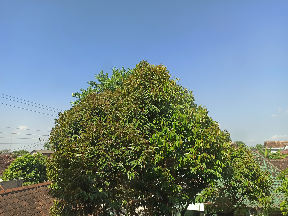 桂树和桂花树区别:详解香樟与桂花 桂树和桂花树区别:详解香樟与桂花