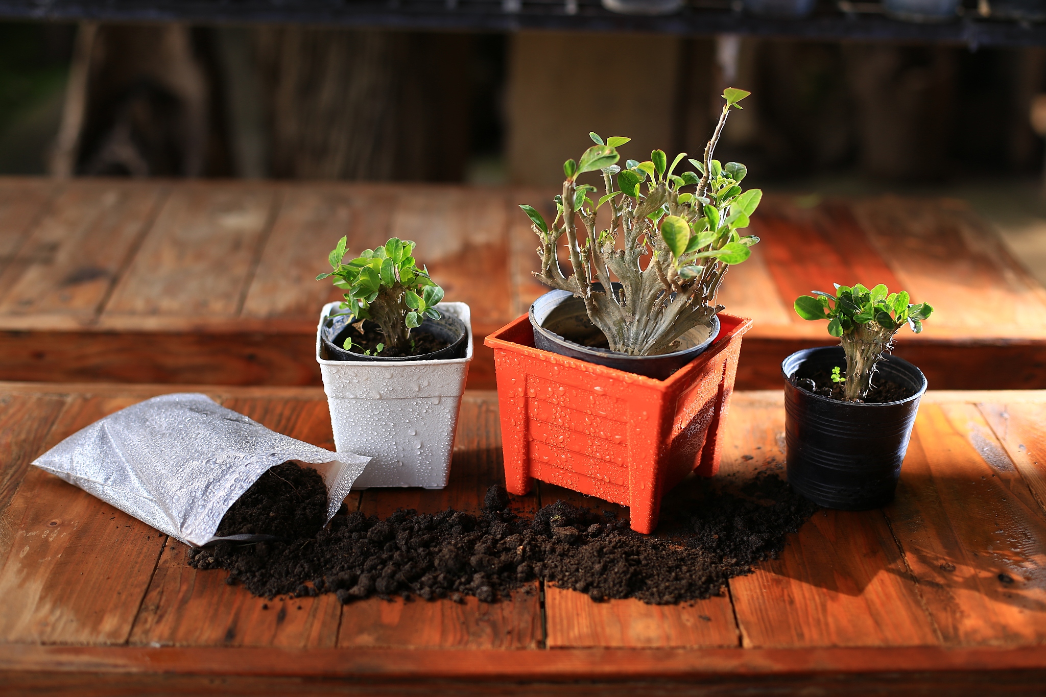 ACTA AGRICULTURAE SCANDINAVICA SECTION B-SOIL AND PLANT SCIENCE 期刊投稿指南：哪些类型的稿件可以发表？