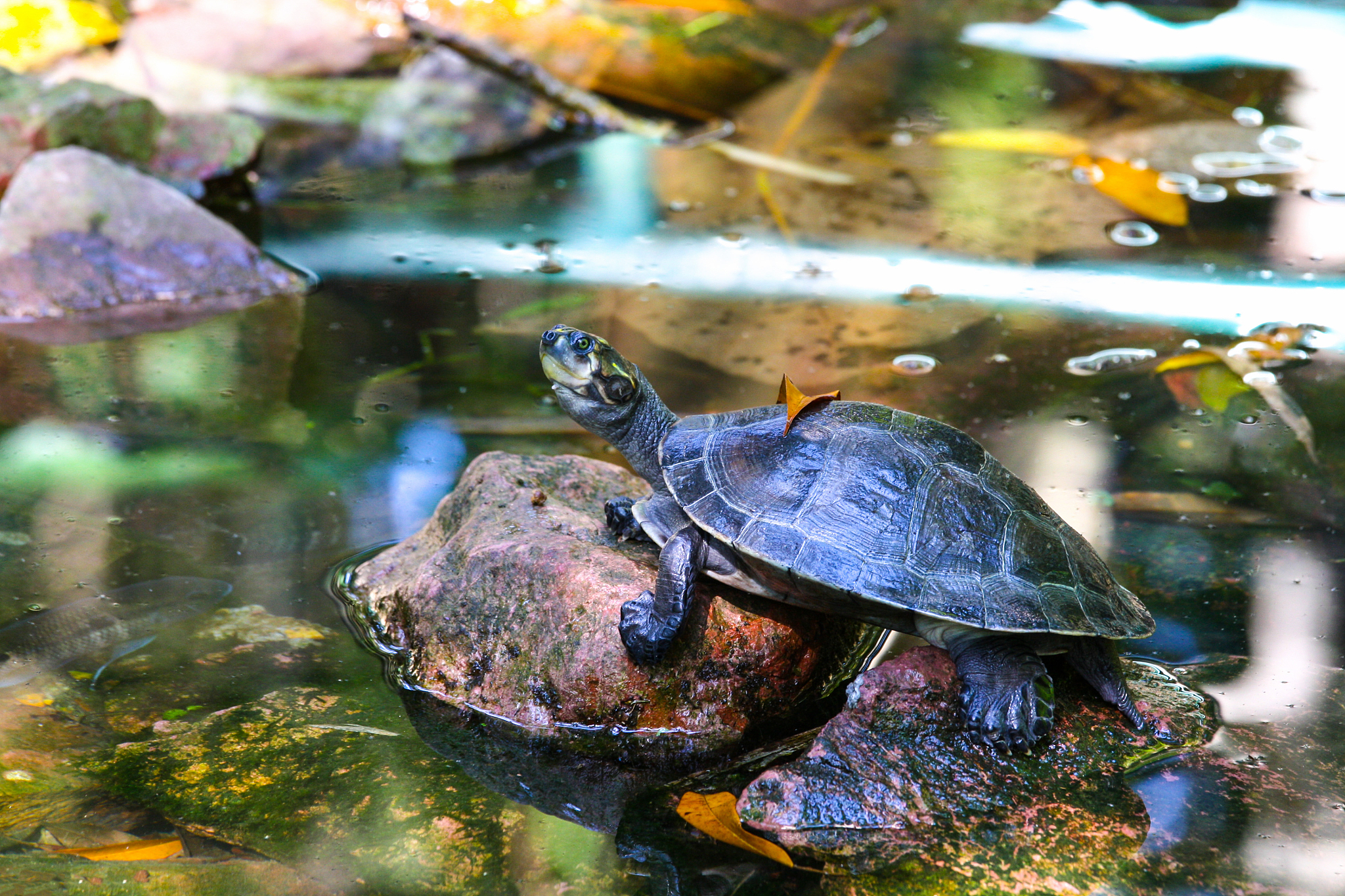 amazonian turtle