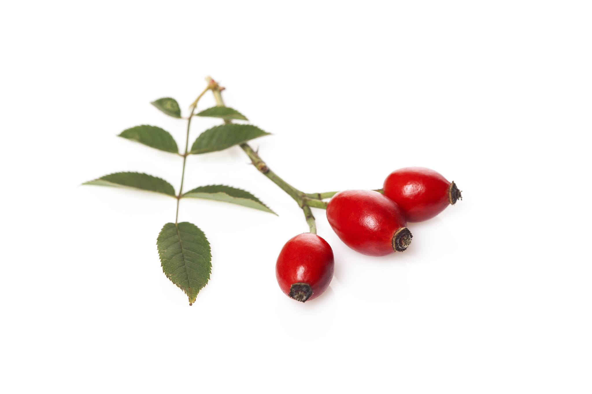 rose hips