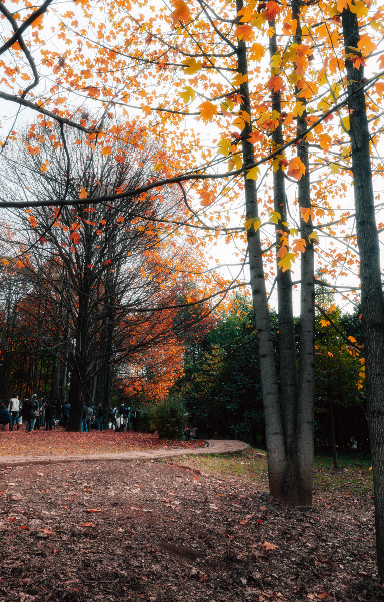 碧落黄泉，安然无忧：秋日漫步林荫，感受宁静