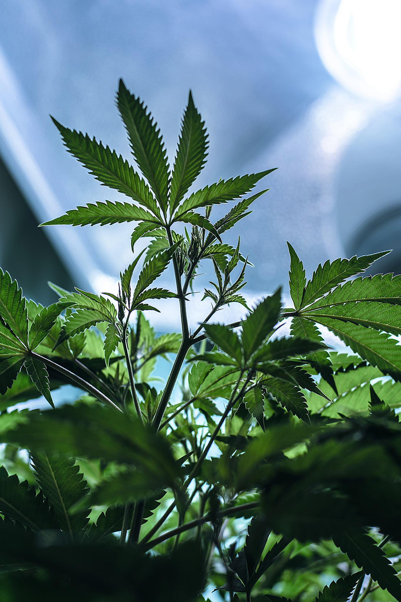 live cannabis macro bud shot