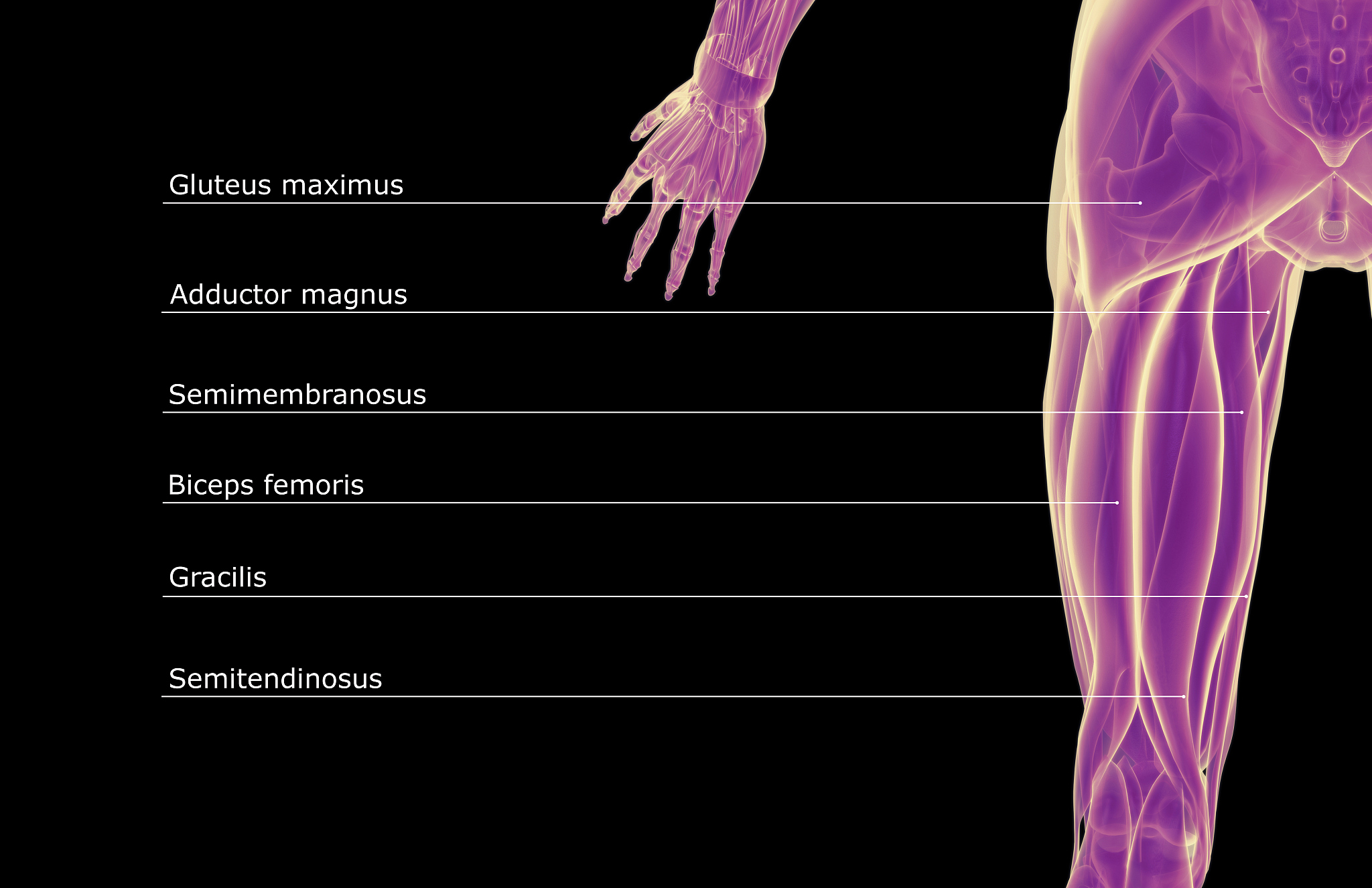 19坐骨神经发出？走行？分支？支配的肌？