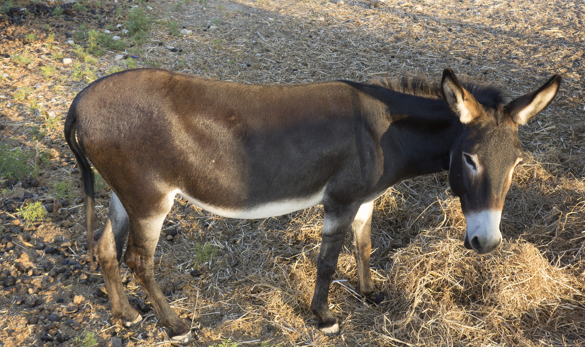 europe, greece, 2018: view of greek donkey