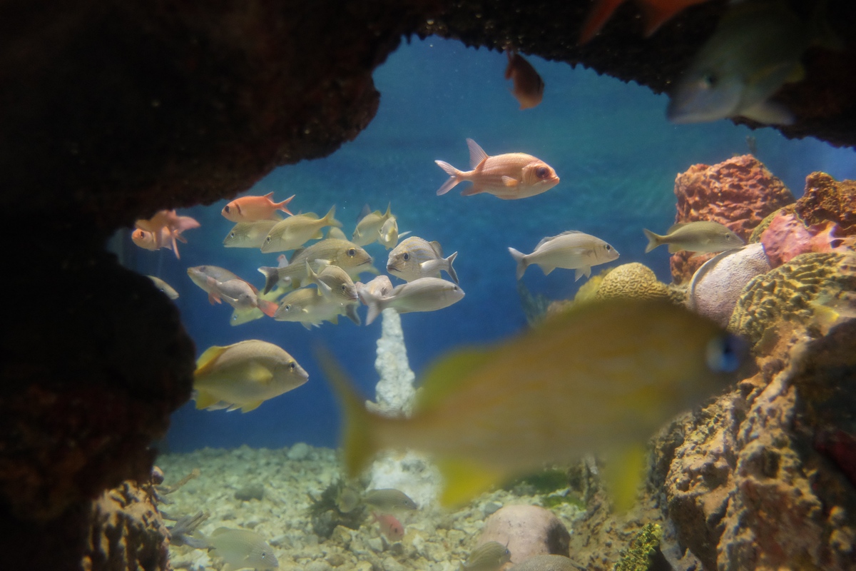 鱼在多米尼加共和国的水族馆的海底世界里游泳