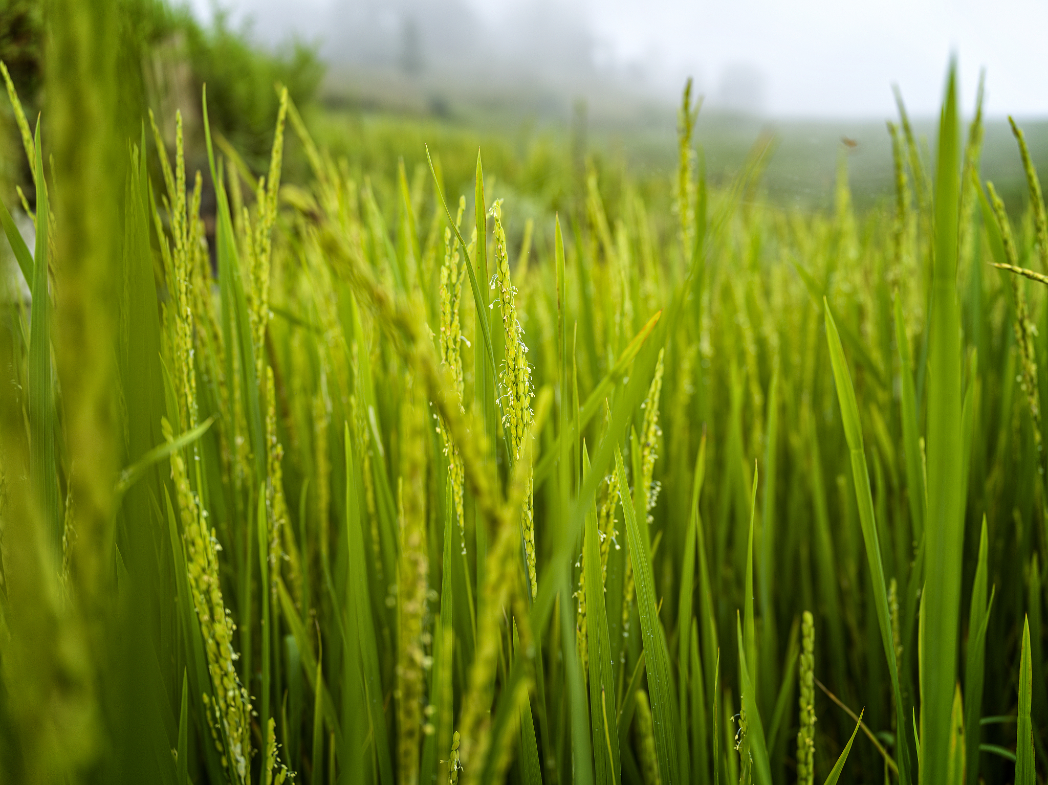 云南元阳县初中生报考高铁学校：需要读几年？