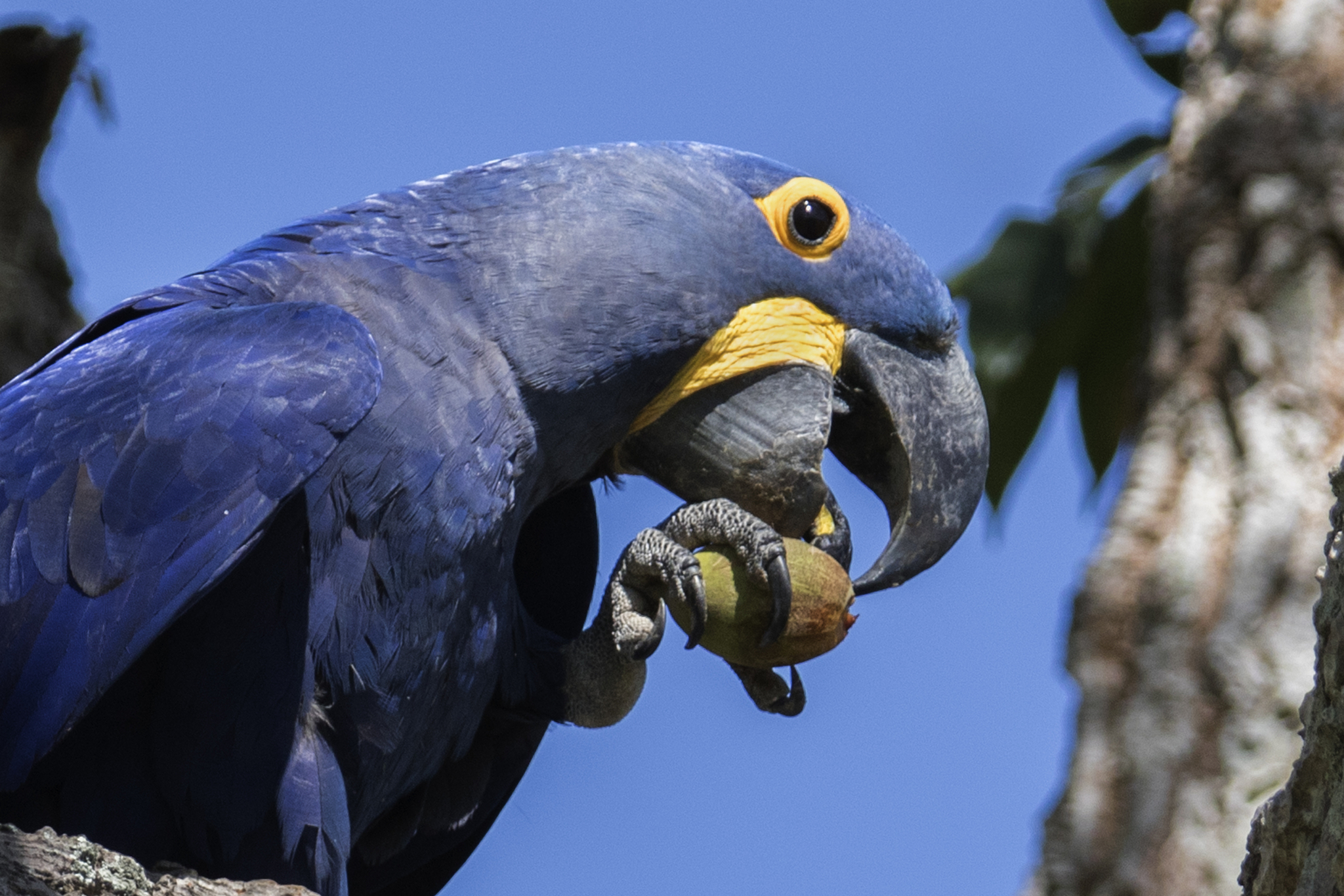 hyacinth macaw eating a fruit close-up