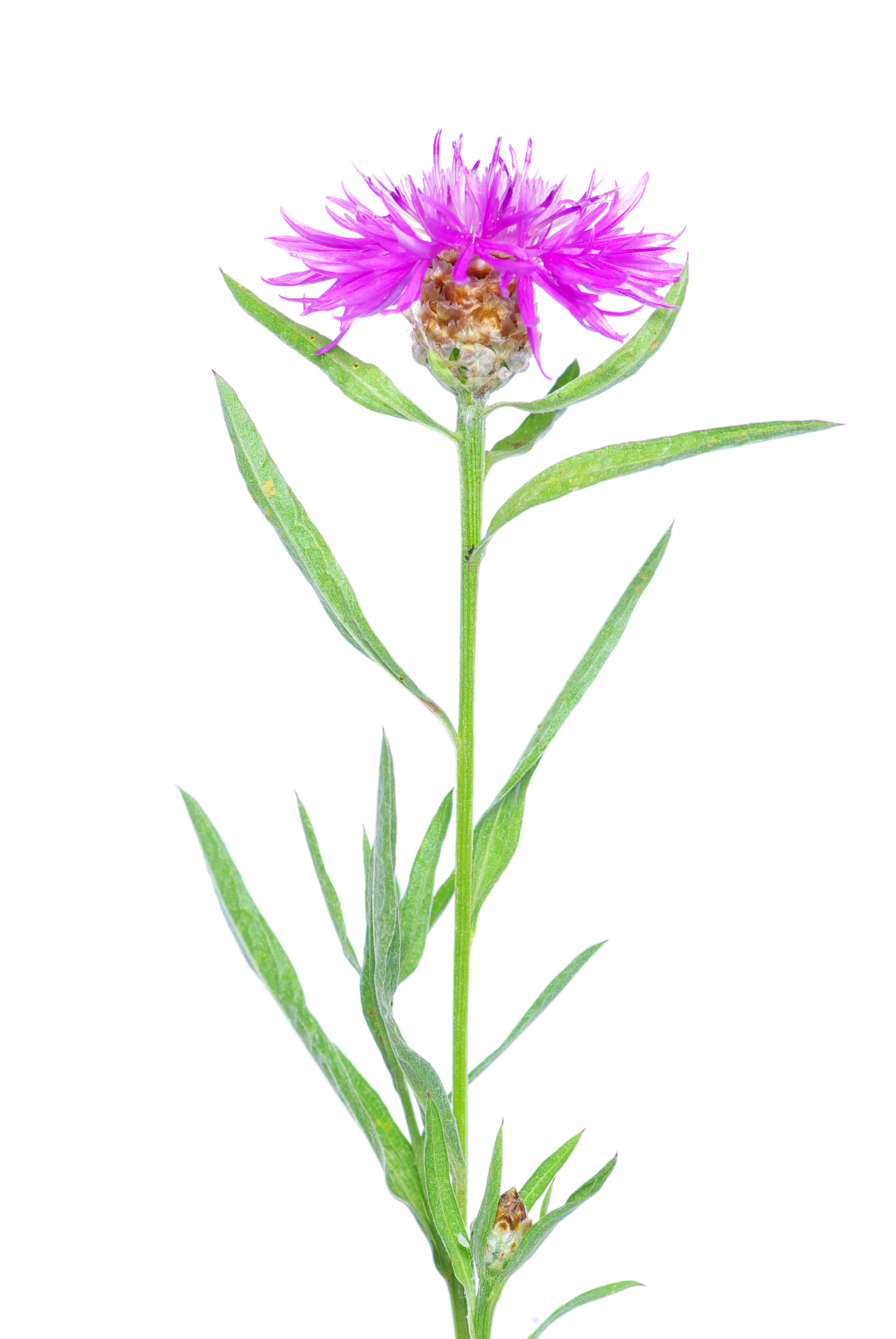 植物与光合左右有关的基因？