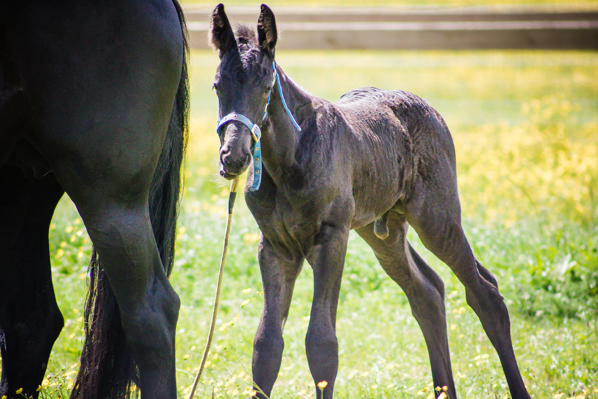 friesian horse