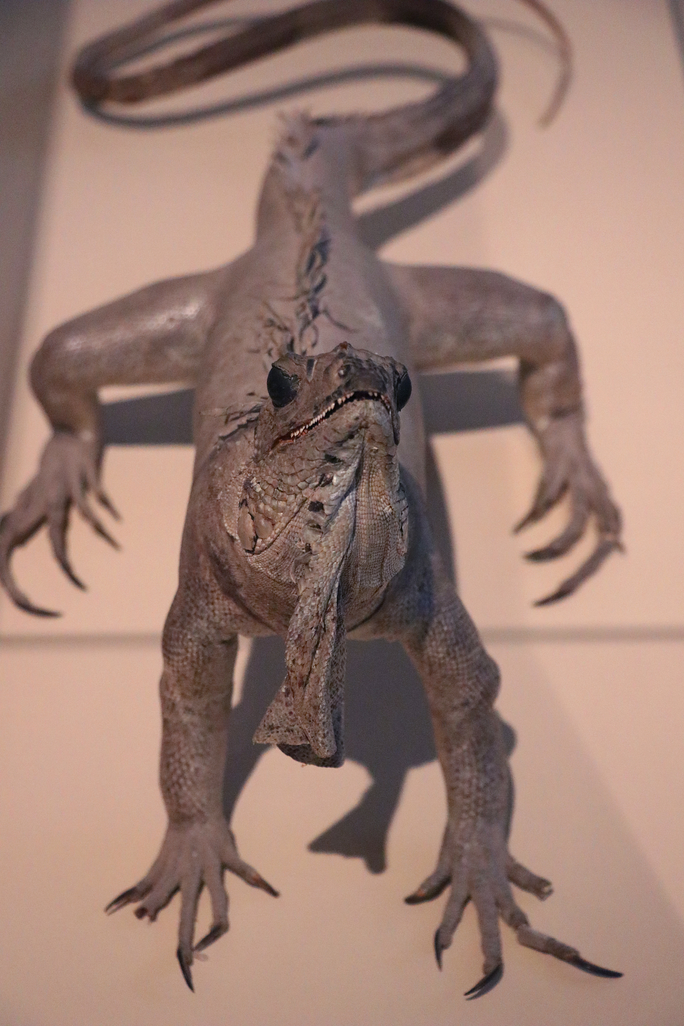 如何识别蜥蜴人