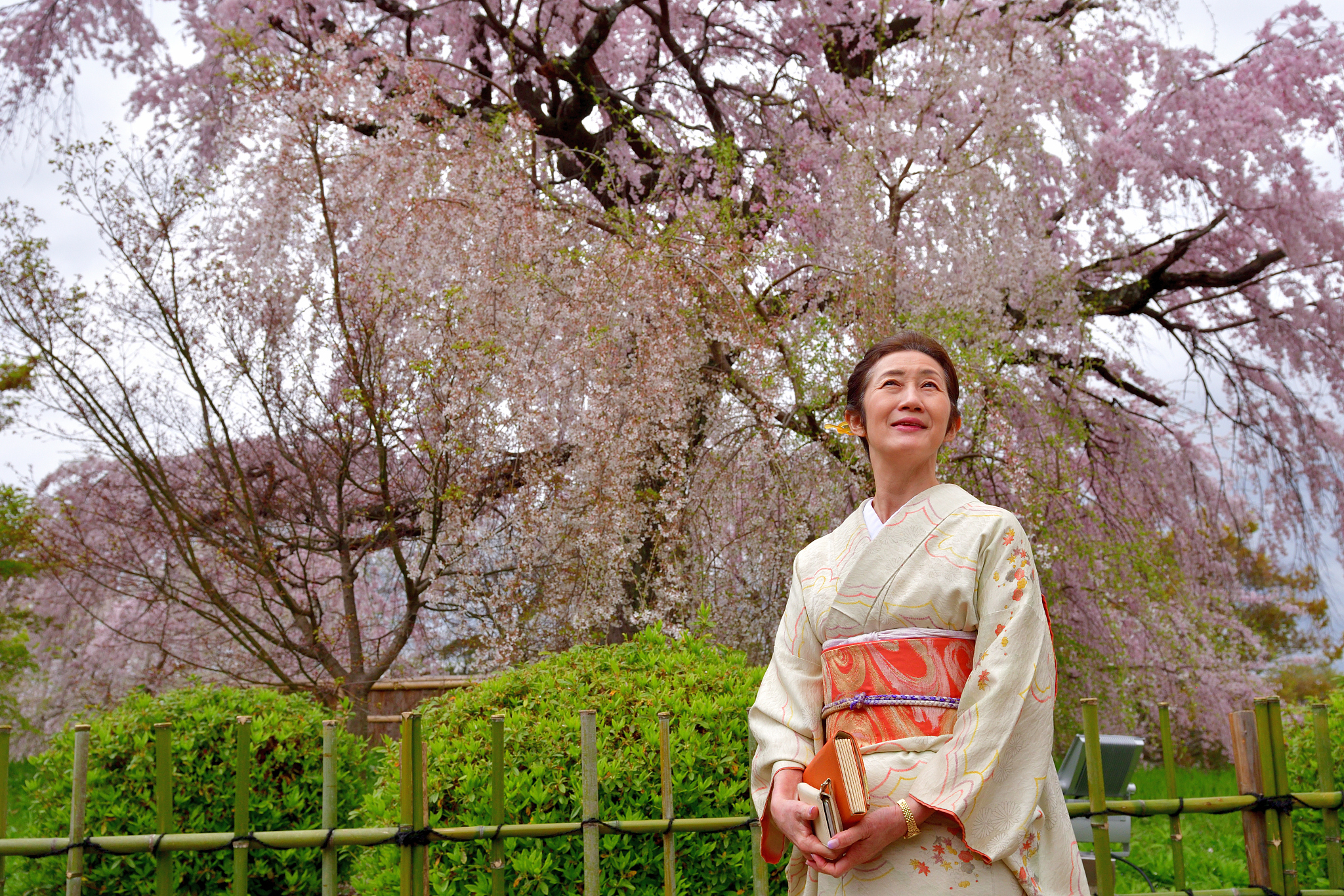 japanese woman in kimono enjoying cherry blossom in maruyama par