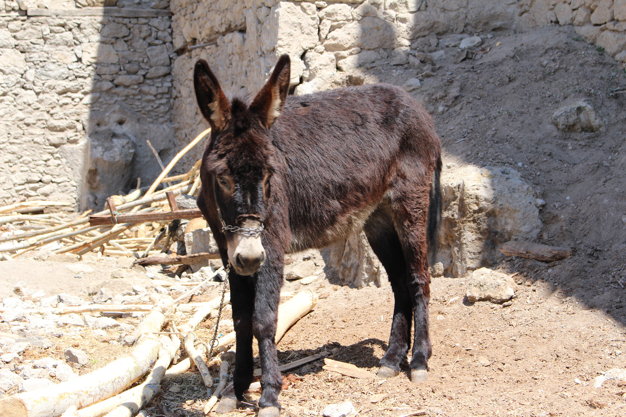 old donkey in a old village maidan