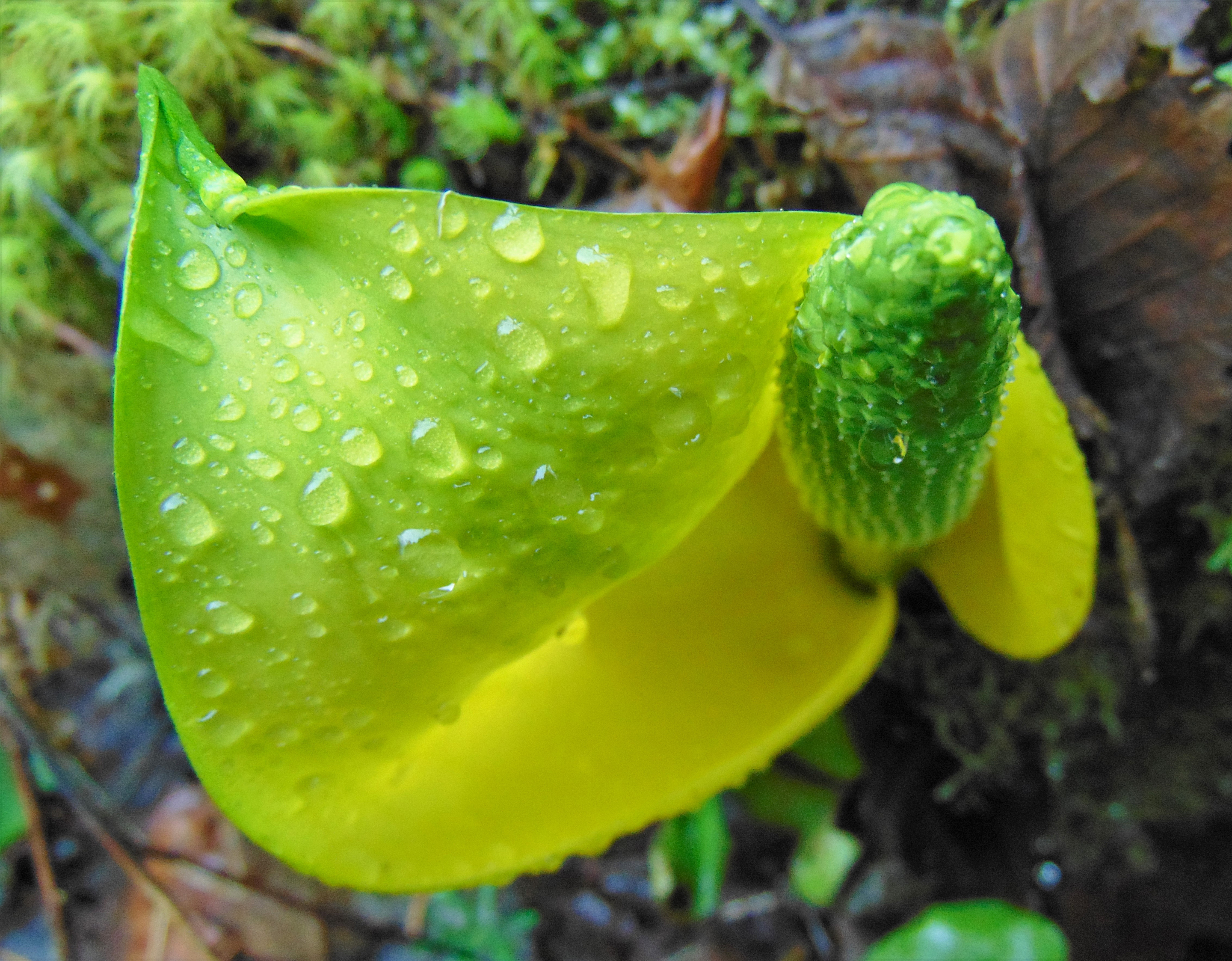 震惊！这种羊吃草就能光合作用，还能无限再生…？！
