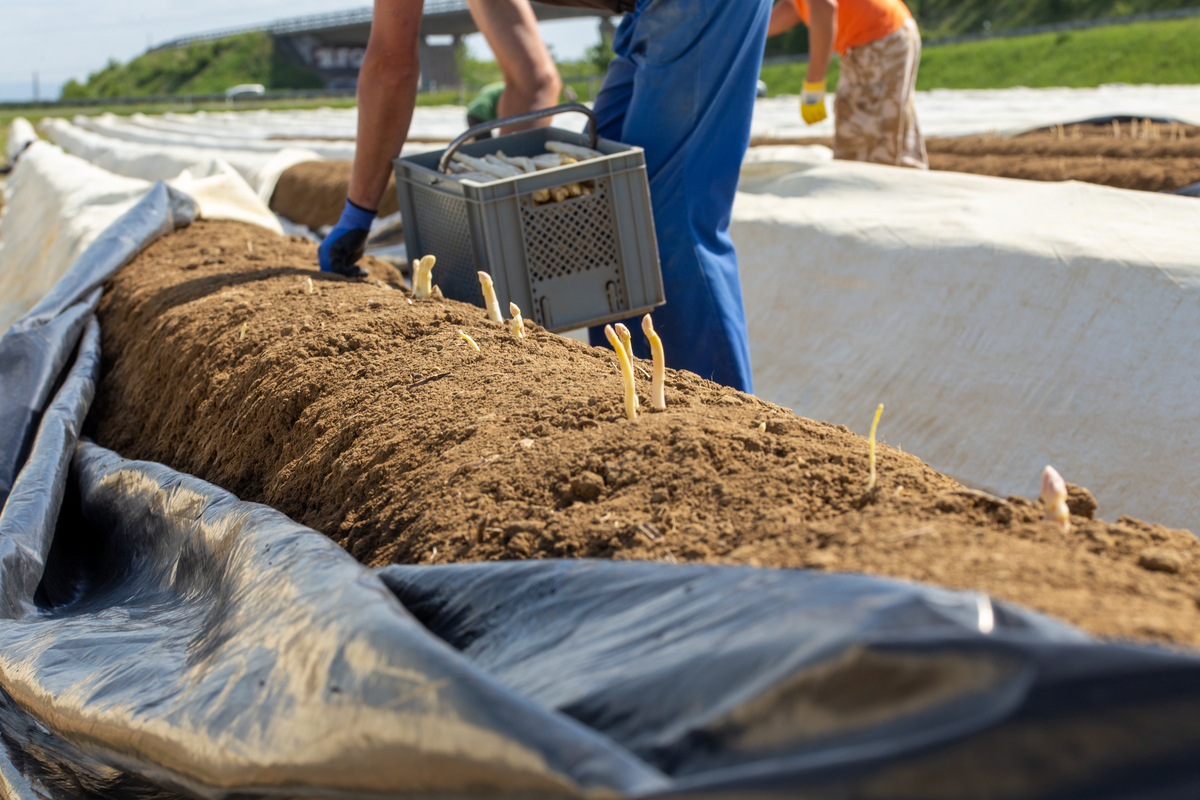 中药栽培：种植、培育和收获中药材的科学方法