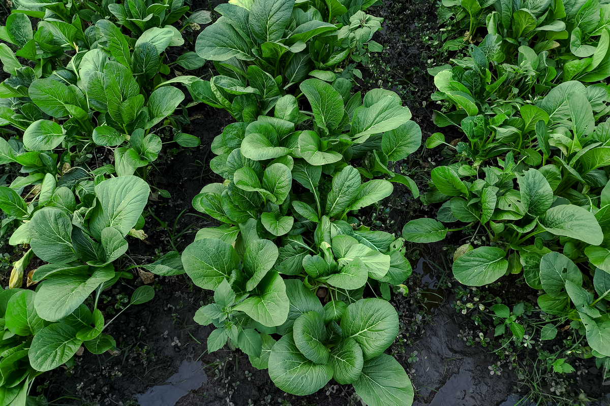 野菜与日常蔬菜的区别野菜不能多吃吗？
