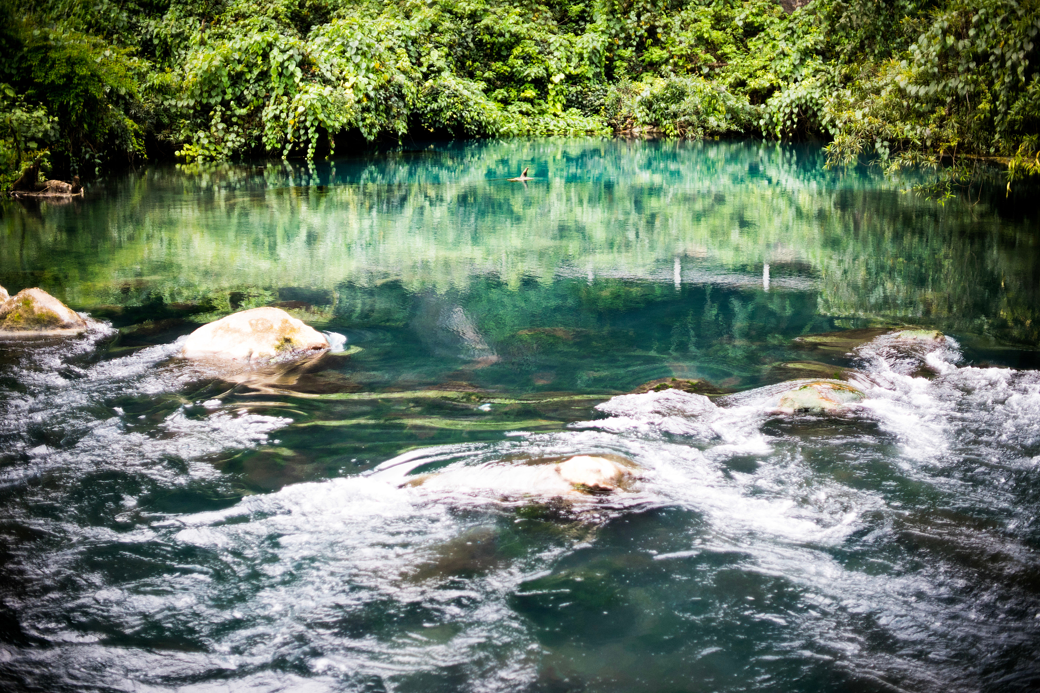 scenic view of lake in forest