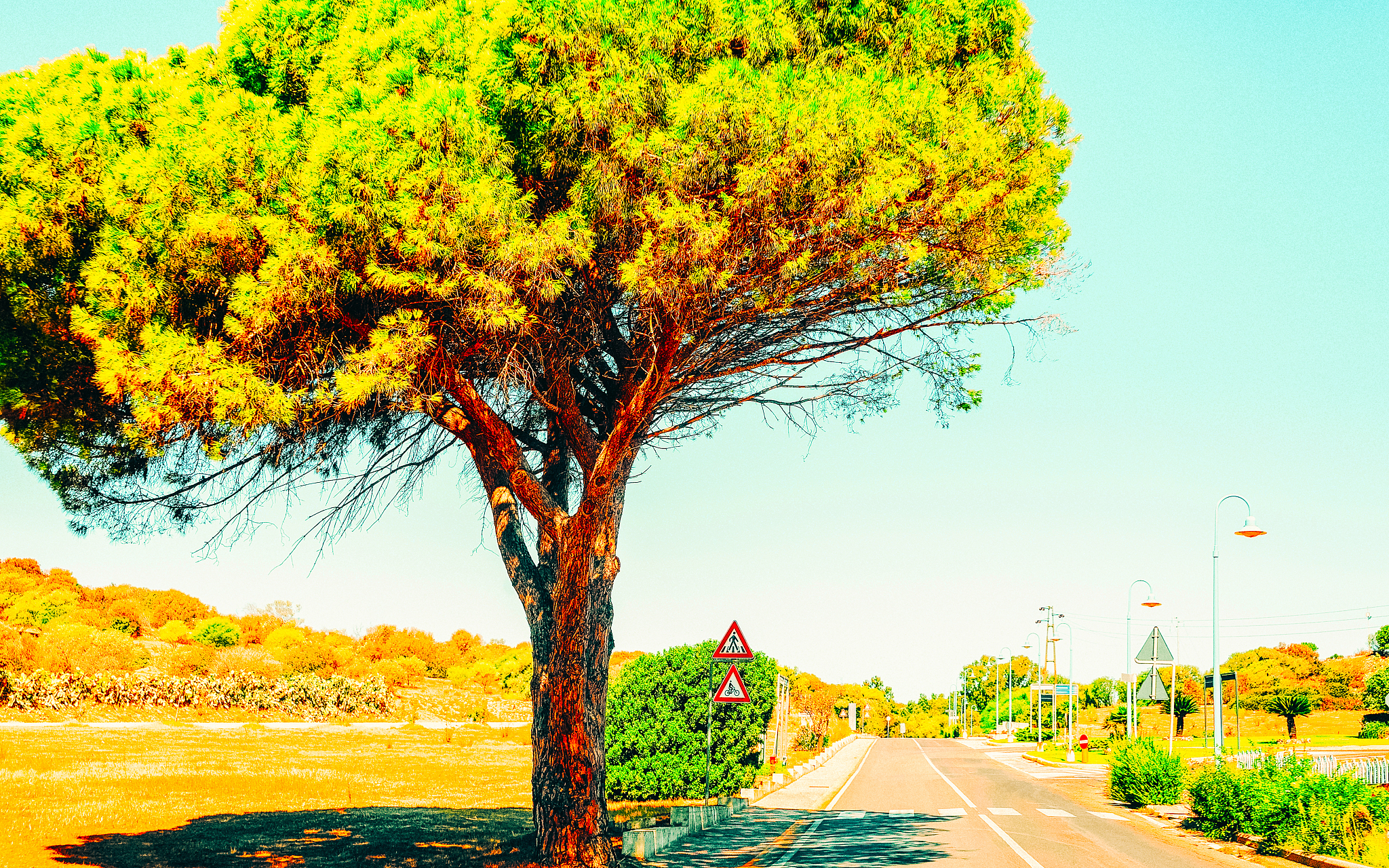 tall tree along road at villasimius cagliari south sardinia refl