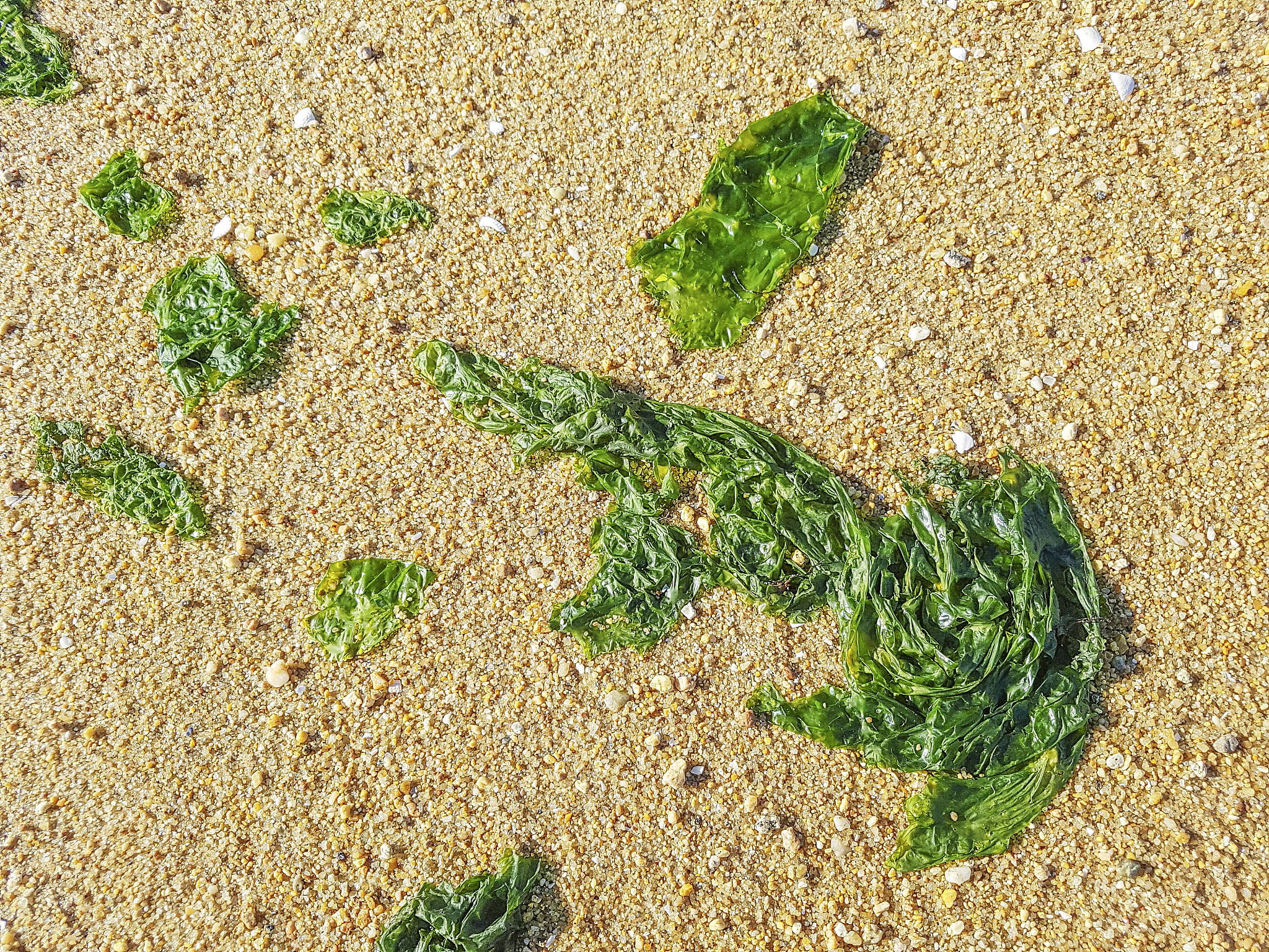 sea lettuce over the sand