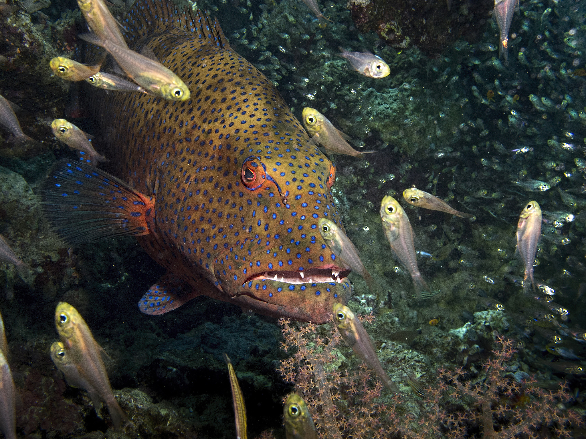 coral hind