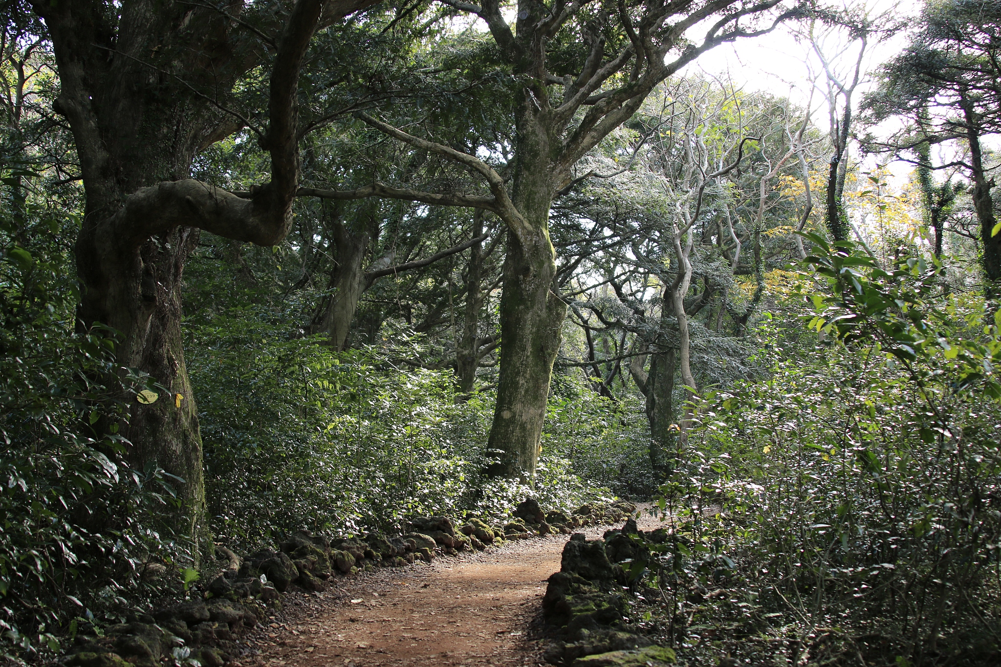visa forest, forest, promenade, pitonchid,