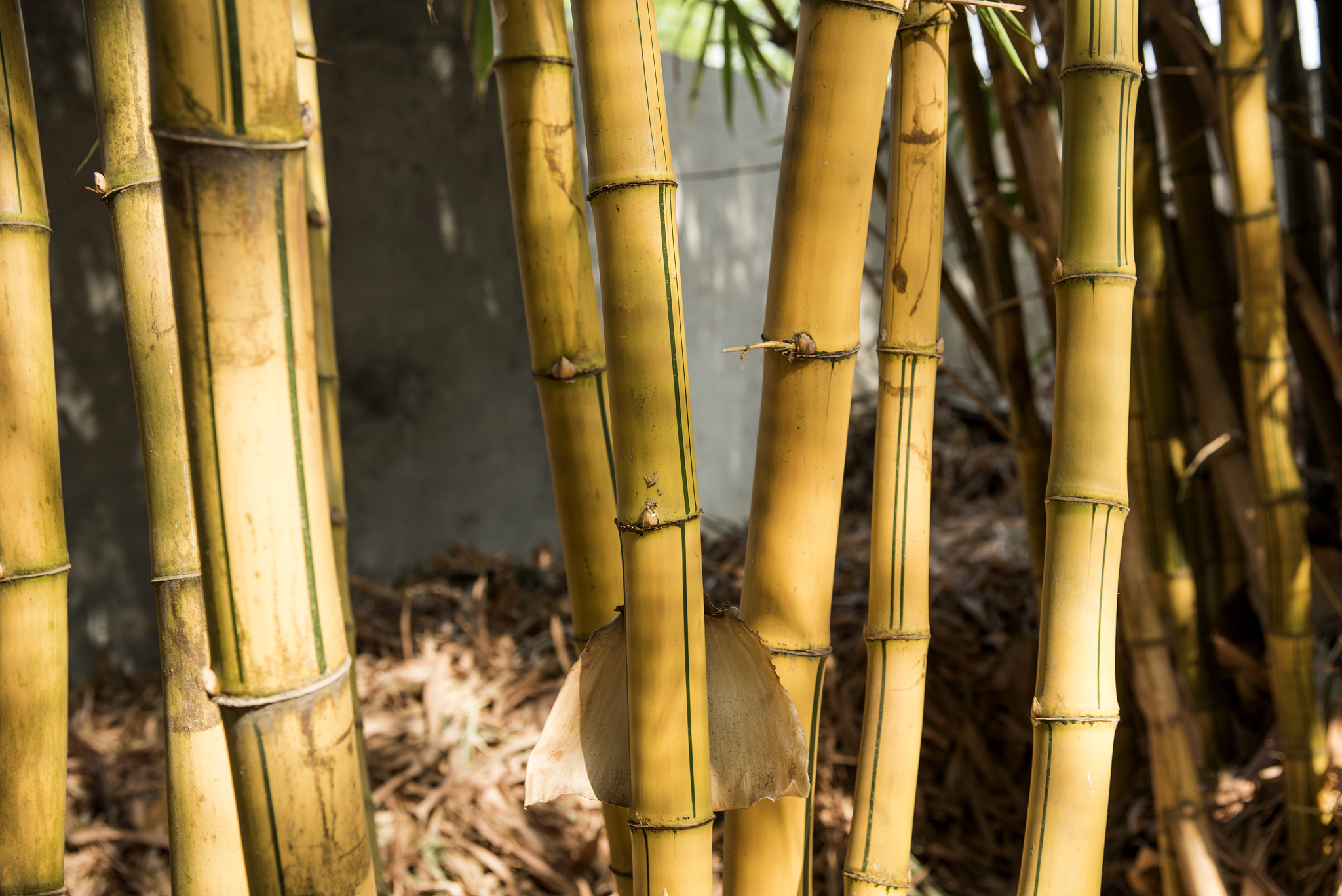 bamboo plants in forest, india.