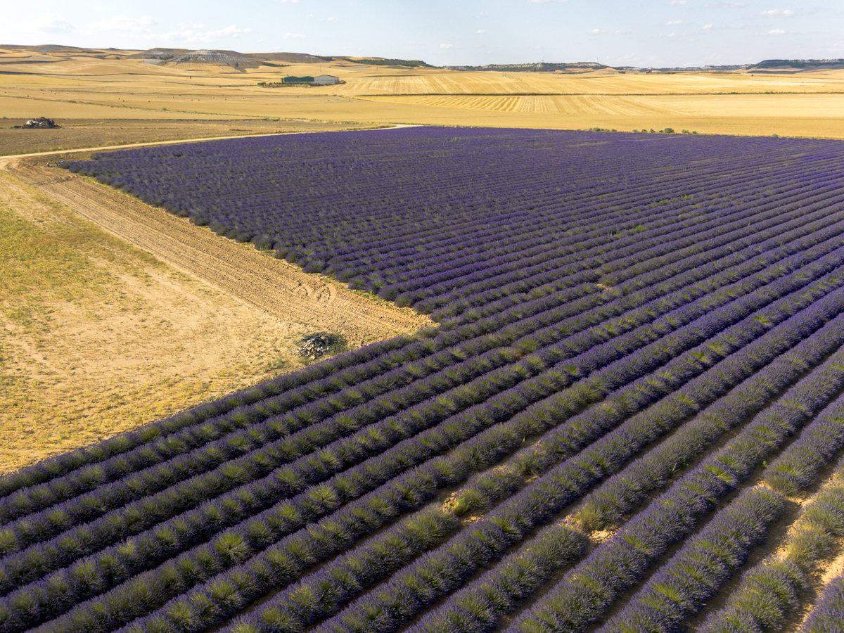 润色下面的句子：Evidence of maize production in the past decades demonstrates that yield gains occur simultaneously with increased planting density