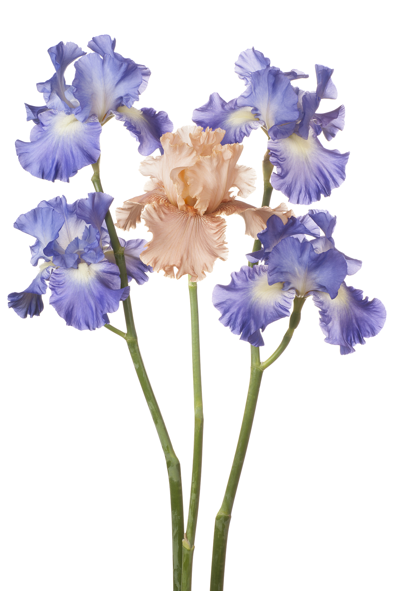 鸢尾属下有三个亚属分别是山鸢尾 setosa变色鸢尾versicolor和维吉尼亚鸢尾virginica据此可将鸢尾属花分为以上三类。iriscsv数据集包含SepalLength花萼长度、SepalWidth花萼宽度、PetalLength花瓣长度、PetalWidth花瓣宽度和Class鸢尾属花所属的亚种几列。本程序根据花萼的长度和宽度花瓣的长度和宽度采用逻辑回归建立分类模型对鸢尾属花进行分类