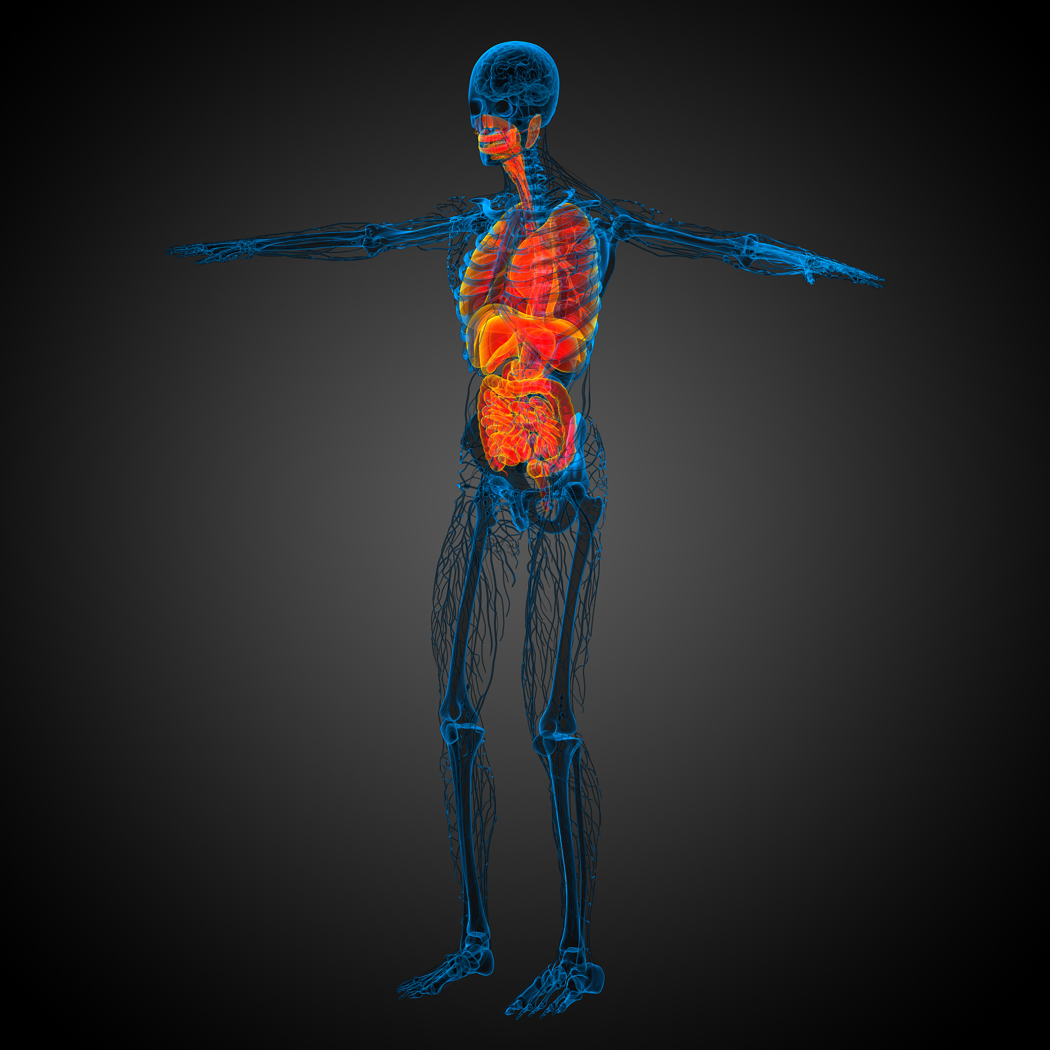 如何更有效地解决医学图像分割中的多器官分割问题？