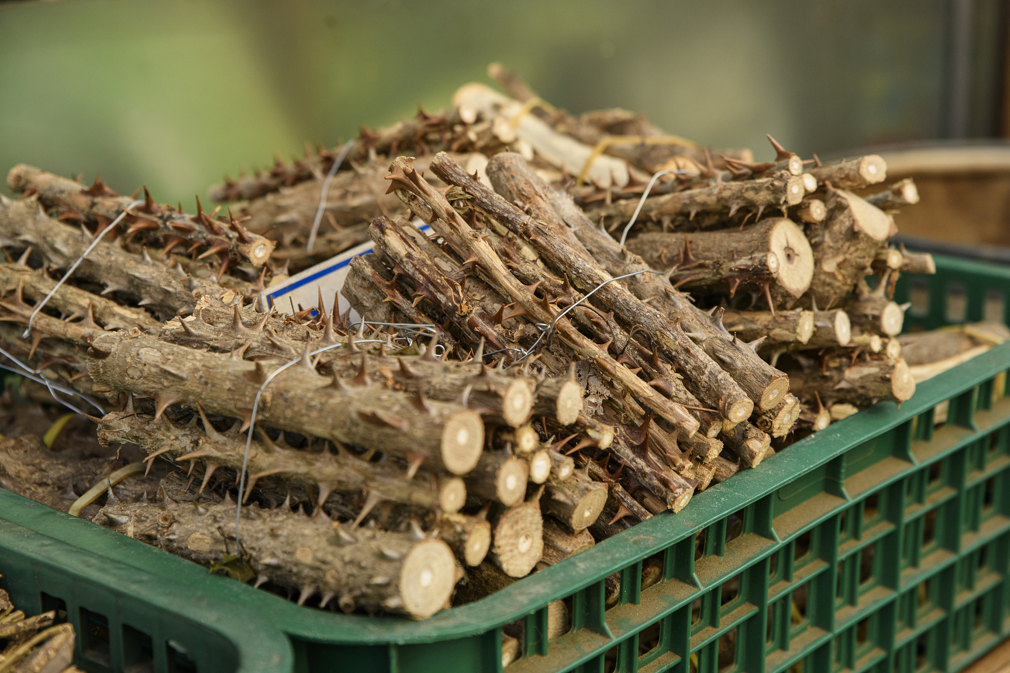 close-up of agricultural and marine products 294